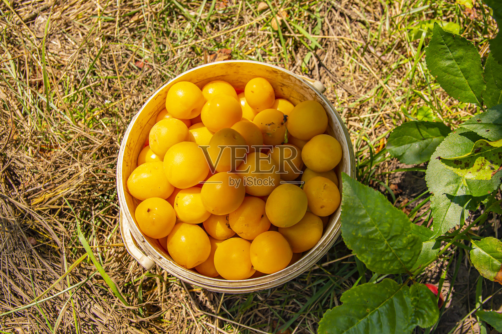 在阳光明媚的日子里收获黄梅果实。照片摄影图片