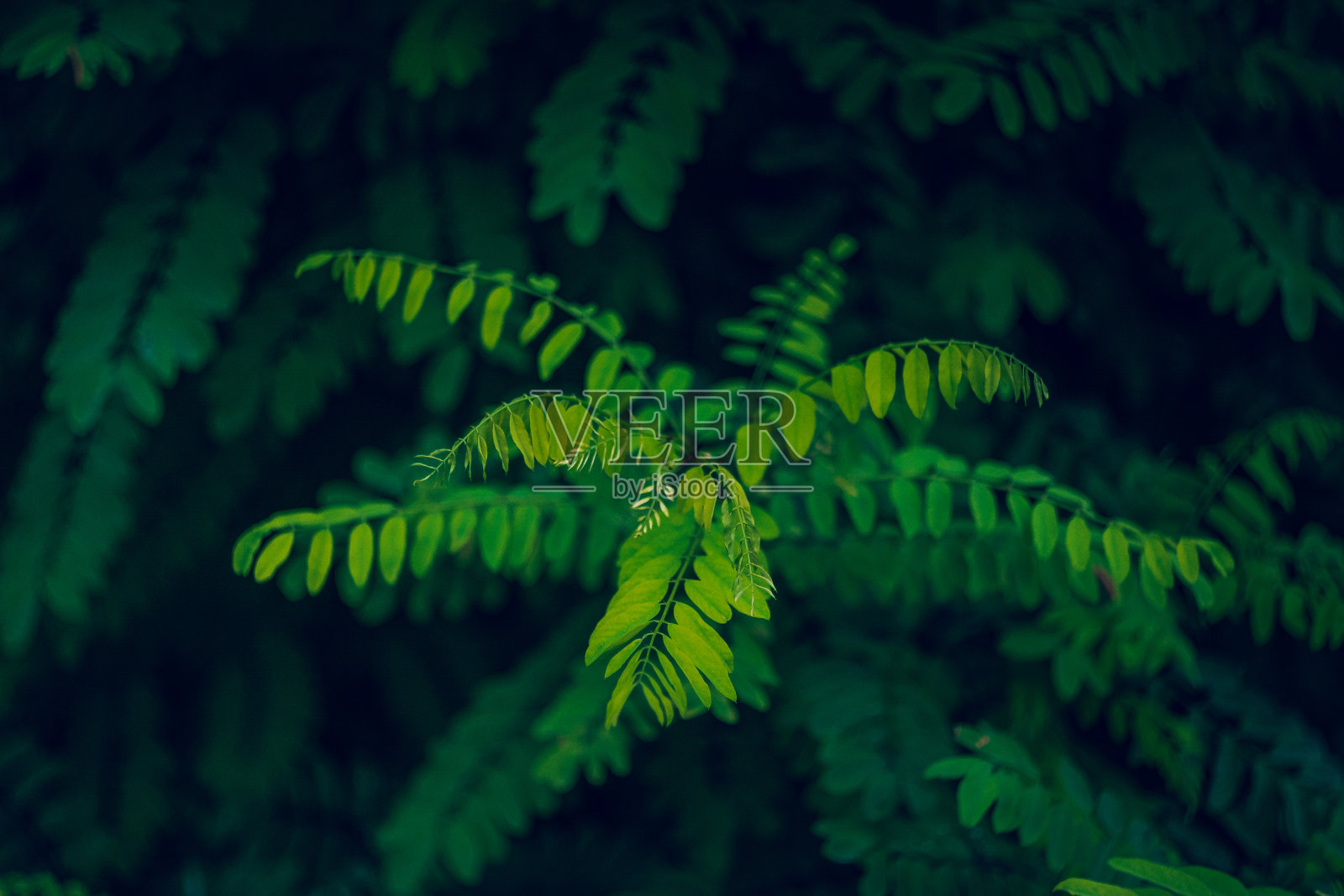 自然之美照片摄影图片