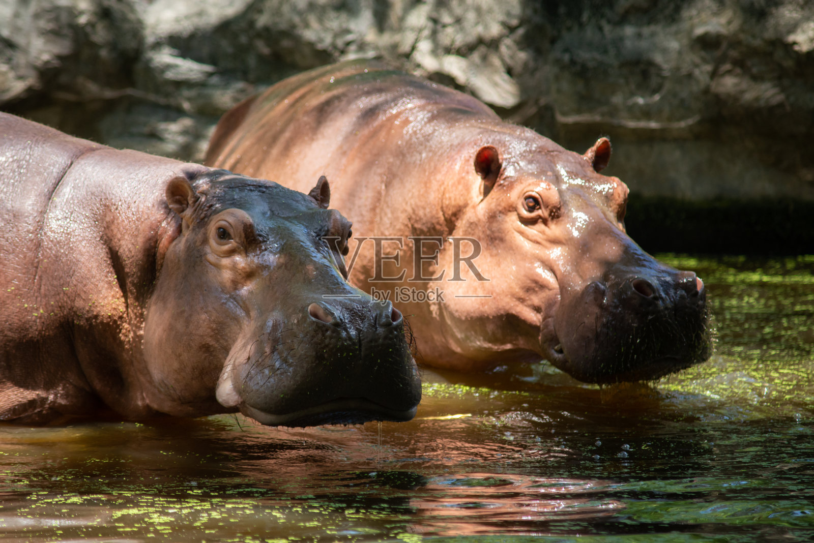 赫波波塔穆斯照片摄影图片