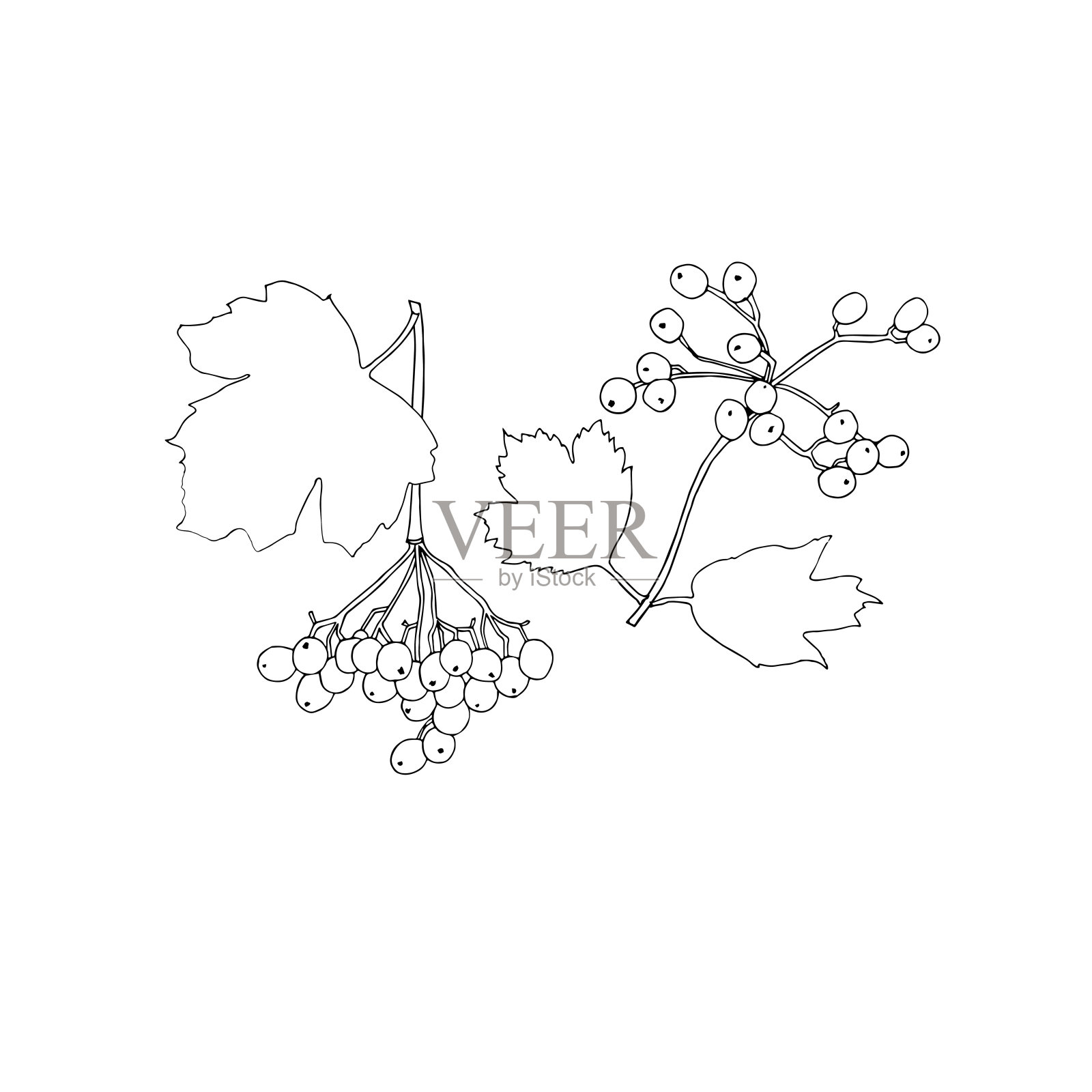 荚蒾果实和叶子手绘素描股票矢量插图插画图片素材