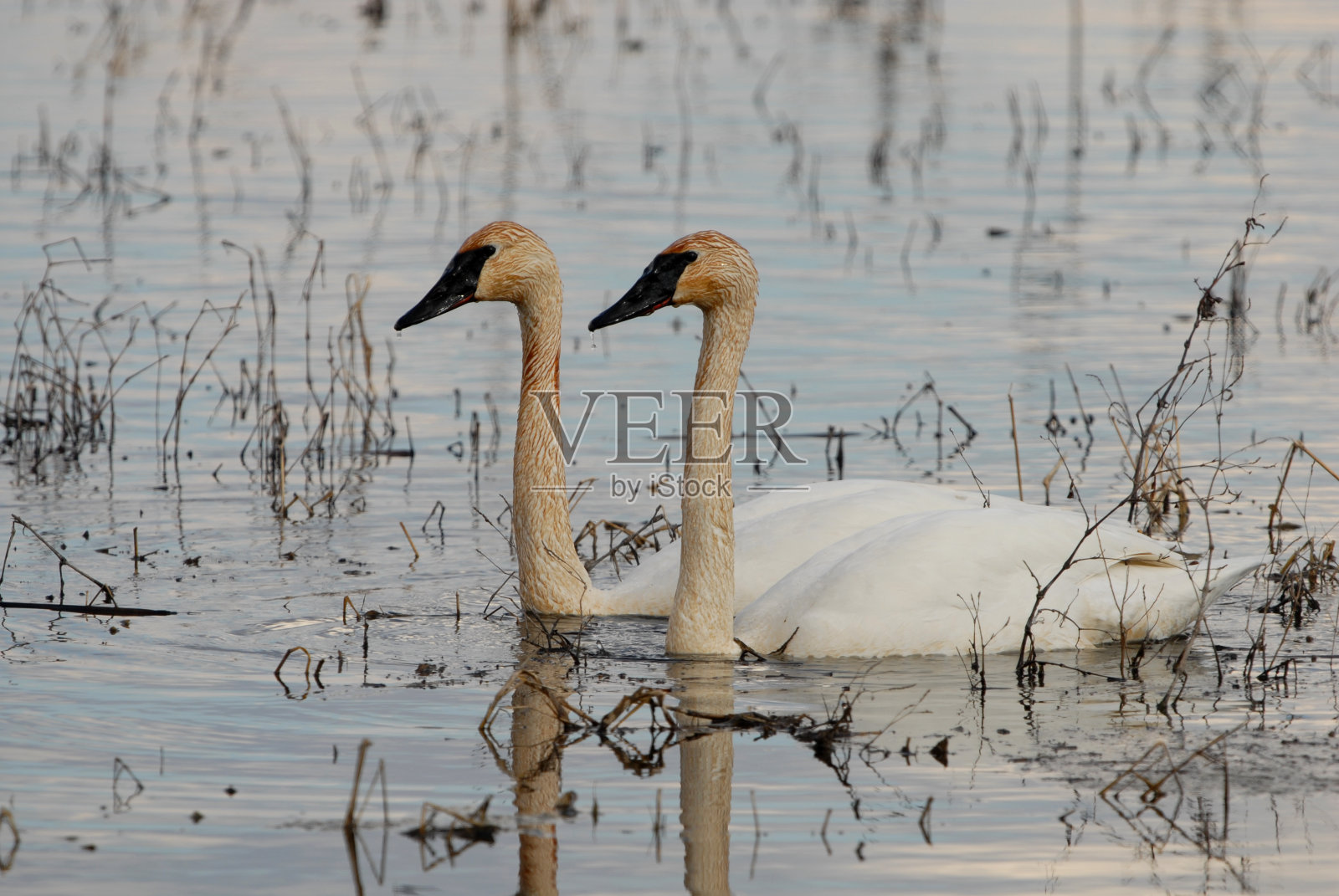 号声天鹅照片摄影图片