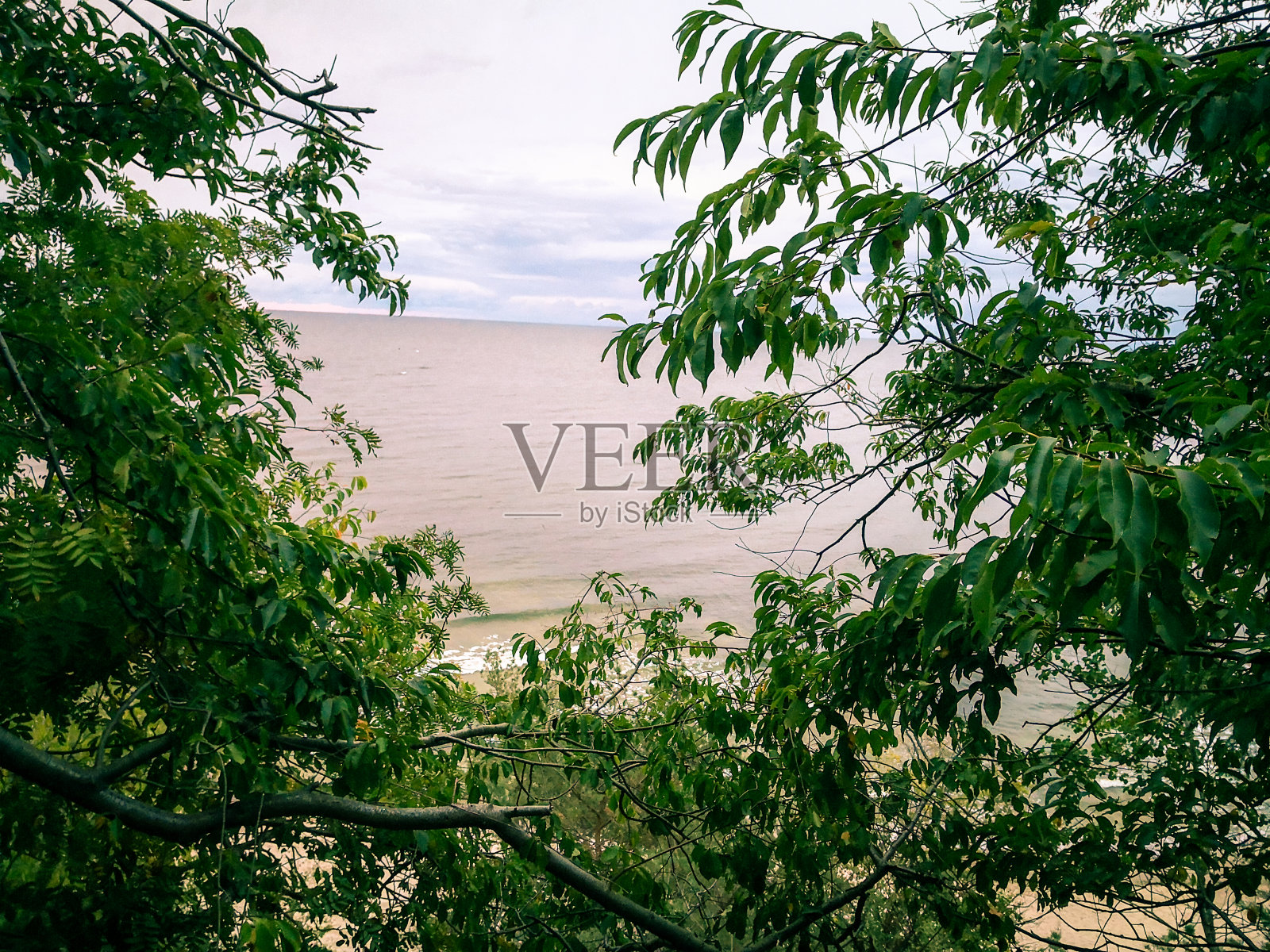 树下海景照片摄影图片