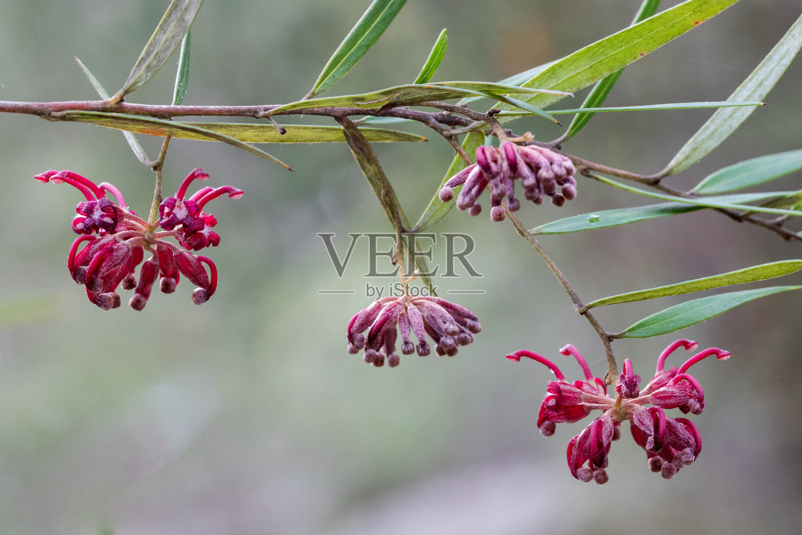 粉红色开花植物特写镜头照片摄影图片