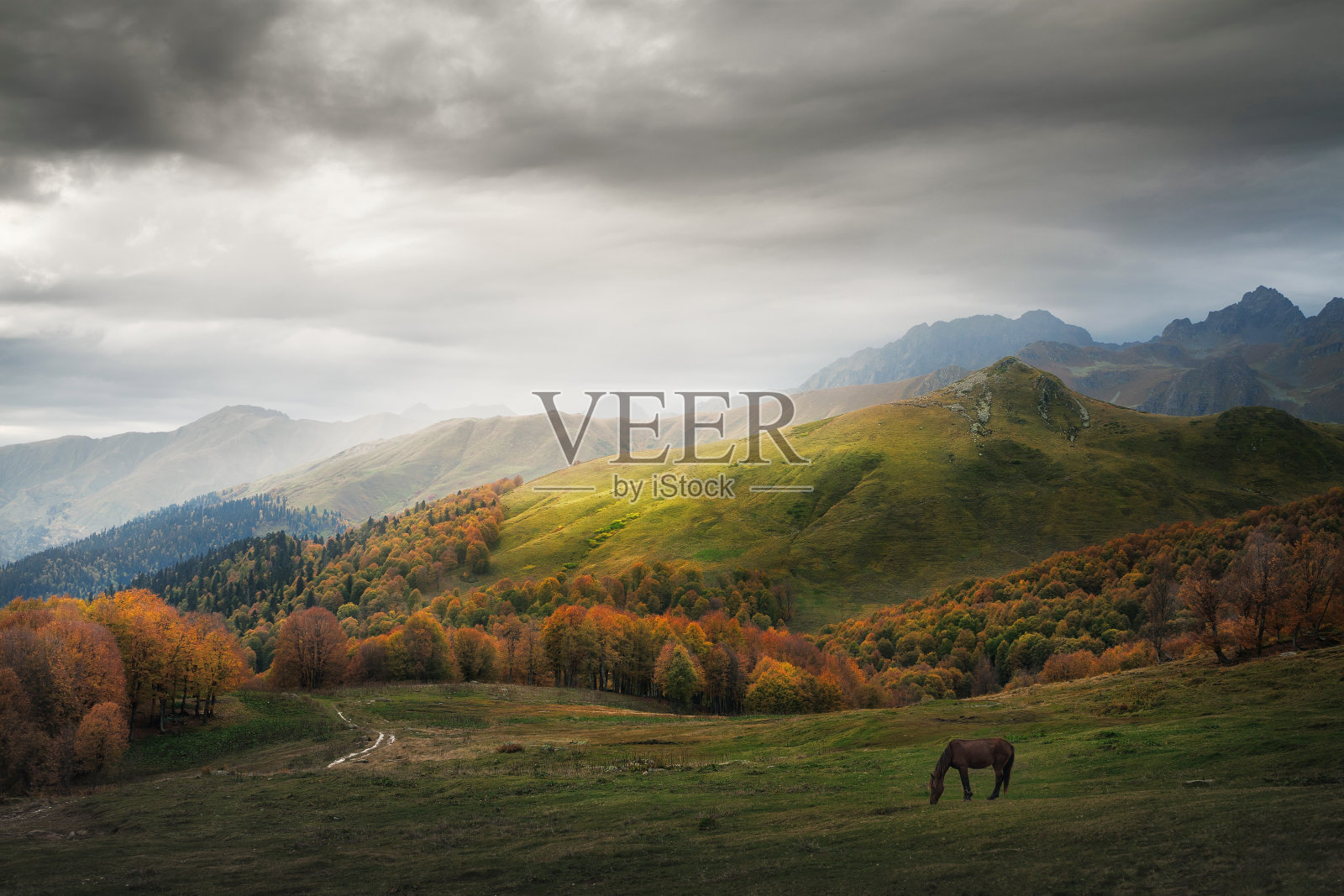 秋天在山上牧场放牧的马照片摄影图片