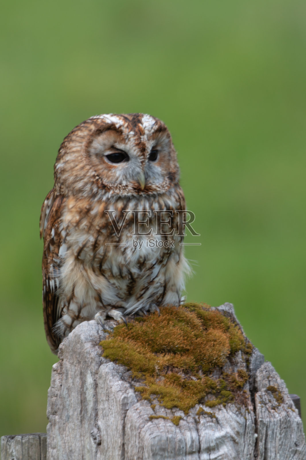 林鸮照片摄影图片