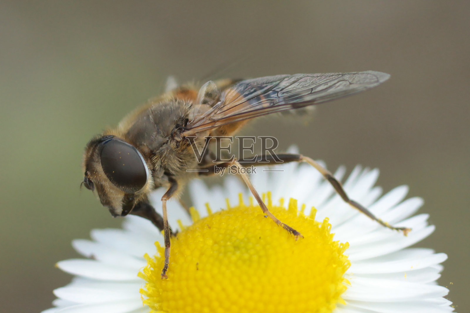 顽固的Eristale (Eristalis peratiax)照片摄影图片