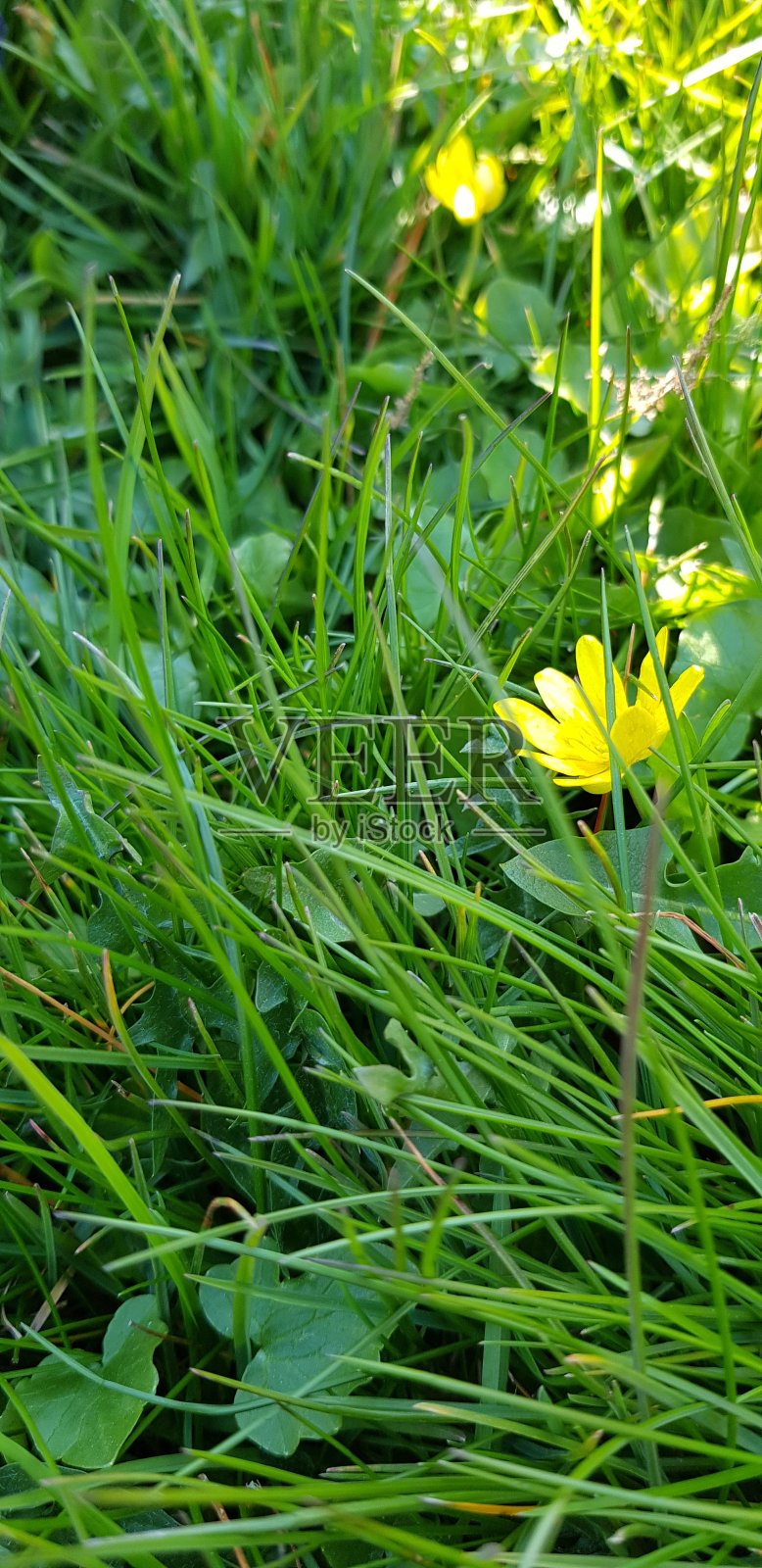 草照片摄影图片