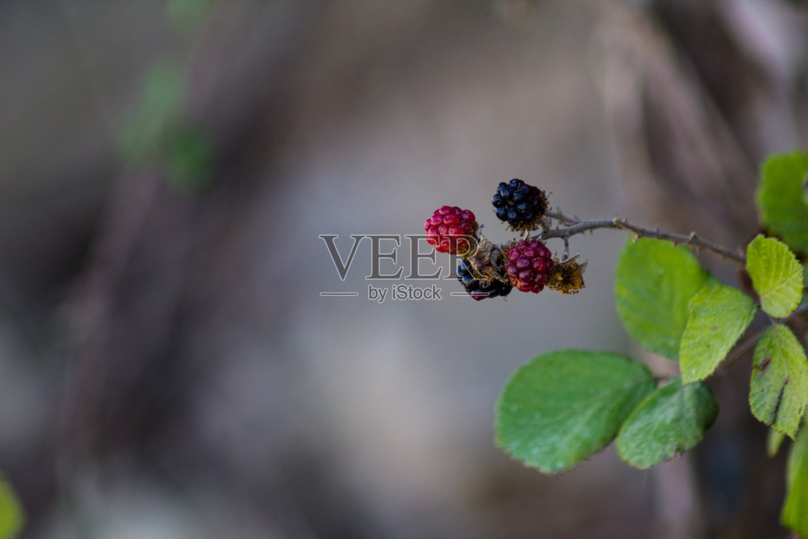 野生黑莓照片摄影图片