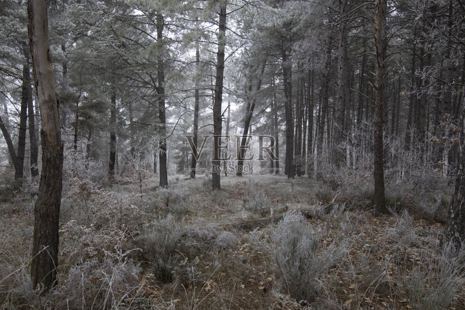 冬天早晨冰冷的森林照片摄影图片