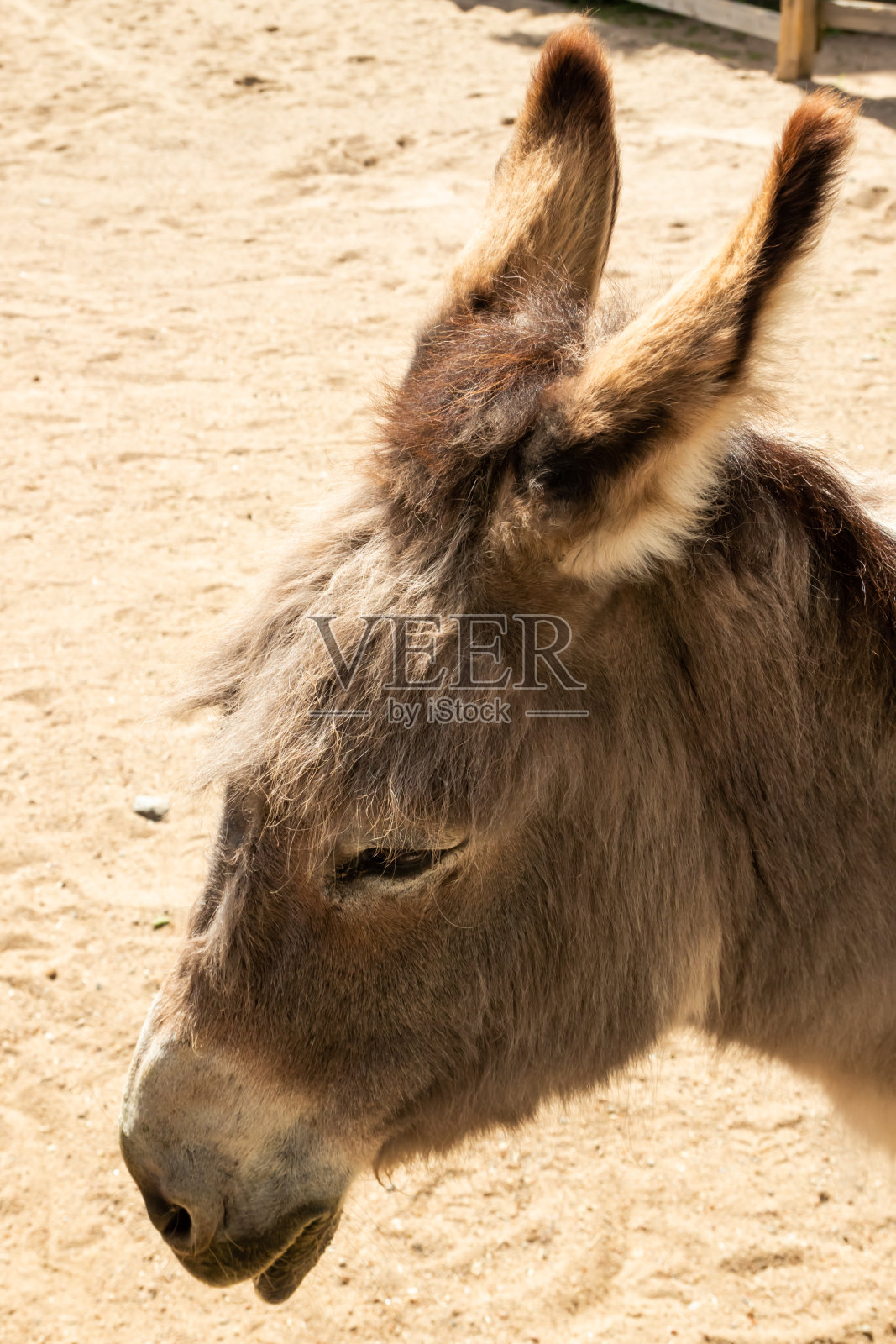 动物园里夏天的搞笑驴头照片摄影图片