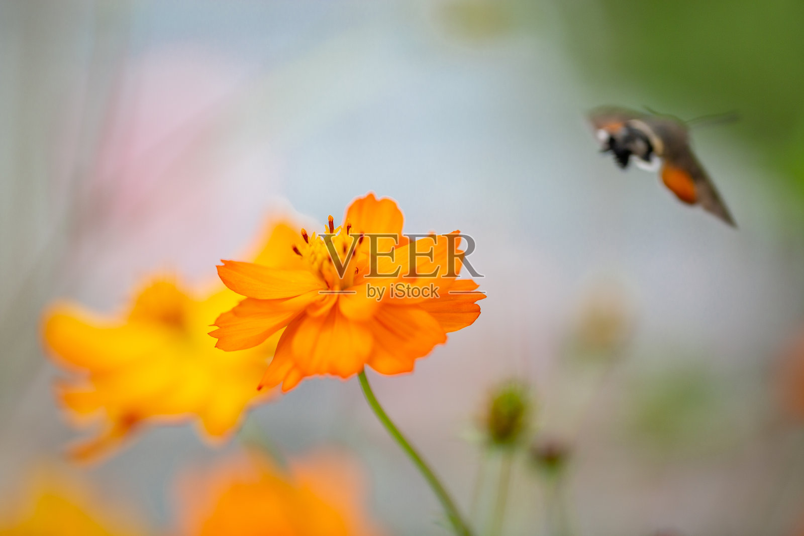 户外春花黄澄澄，秋花黄澄澄，飞蛾扑火。照片摄影图片