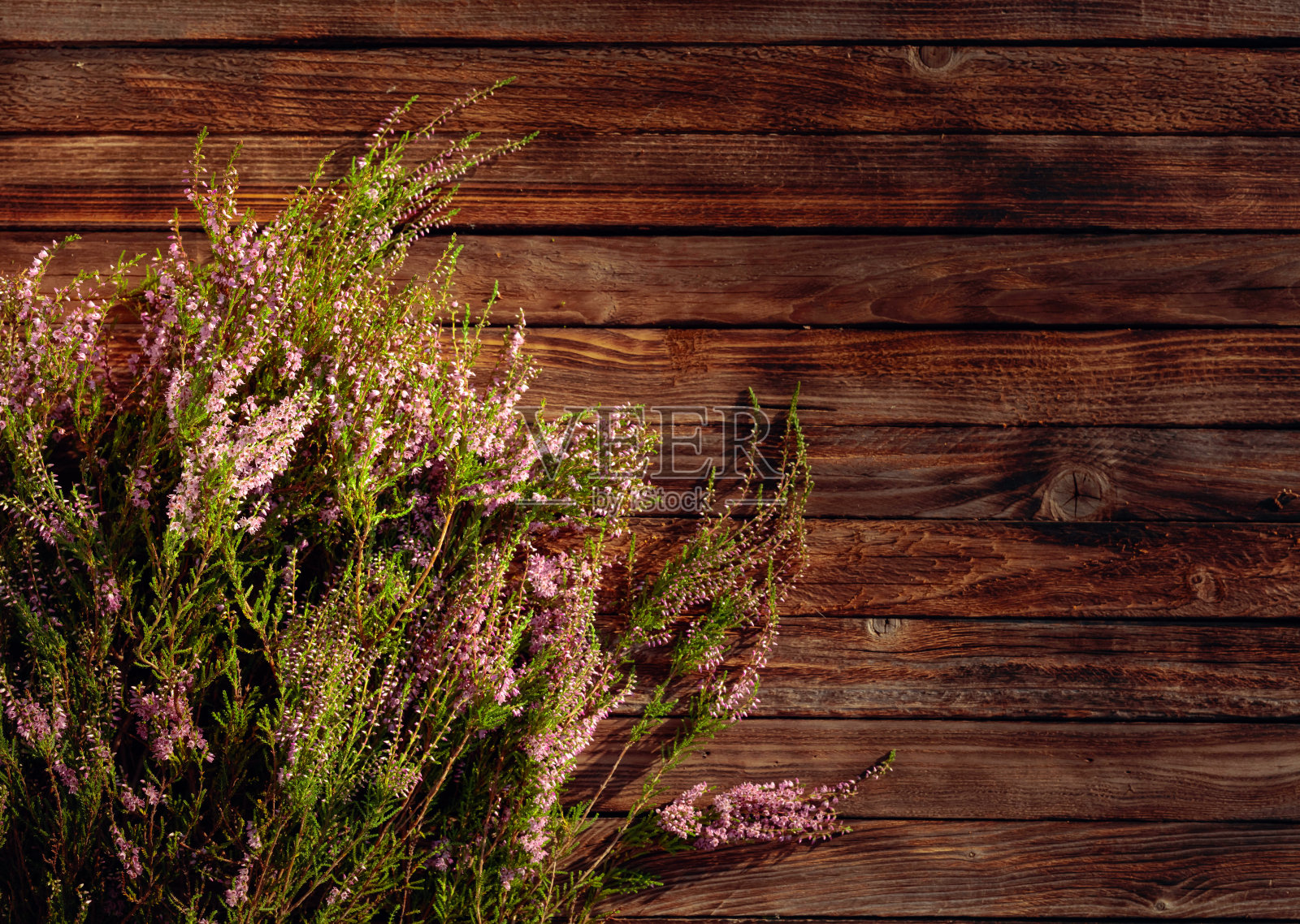 盛开的粉红色石南(calluna vulgaris)在一个质朴的木制背景。照片摄影图片