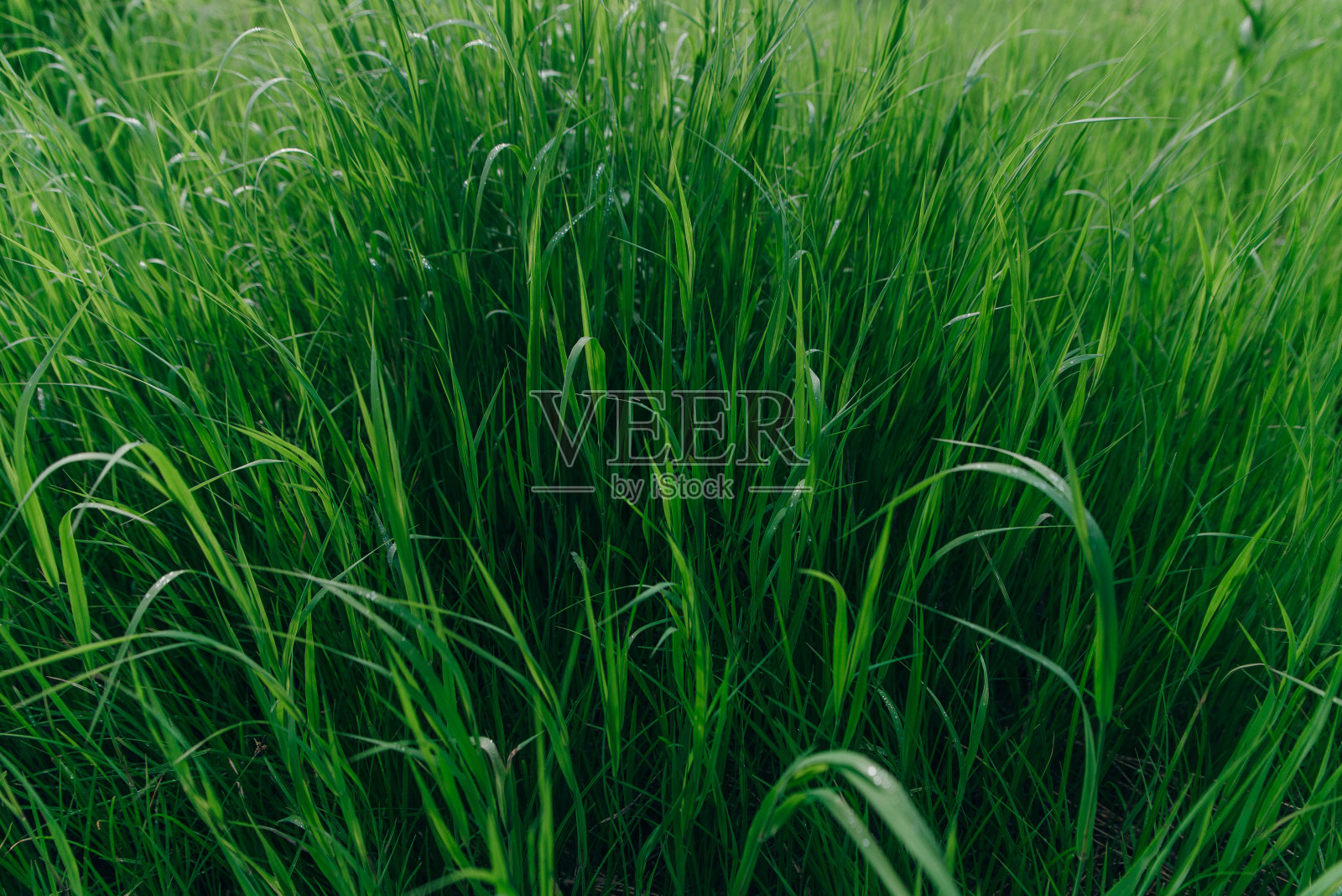 田野里高大的绿草。夏日春光明媚的草地景观。照片摄影图片