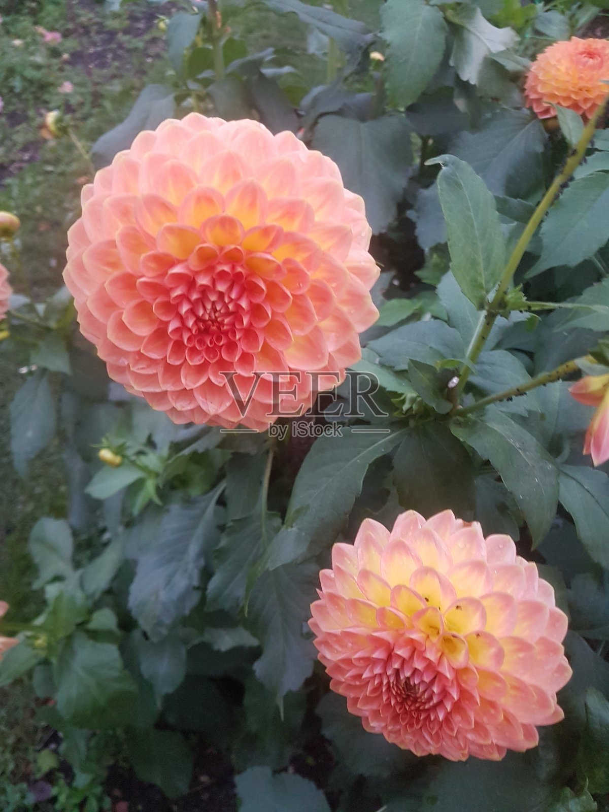 花照片摄影图片