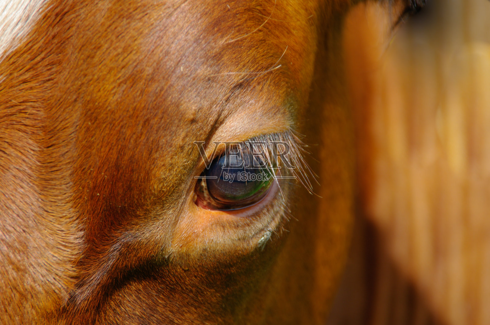 牛的眼睛照片摄影图片