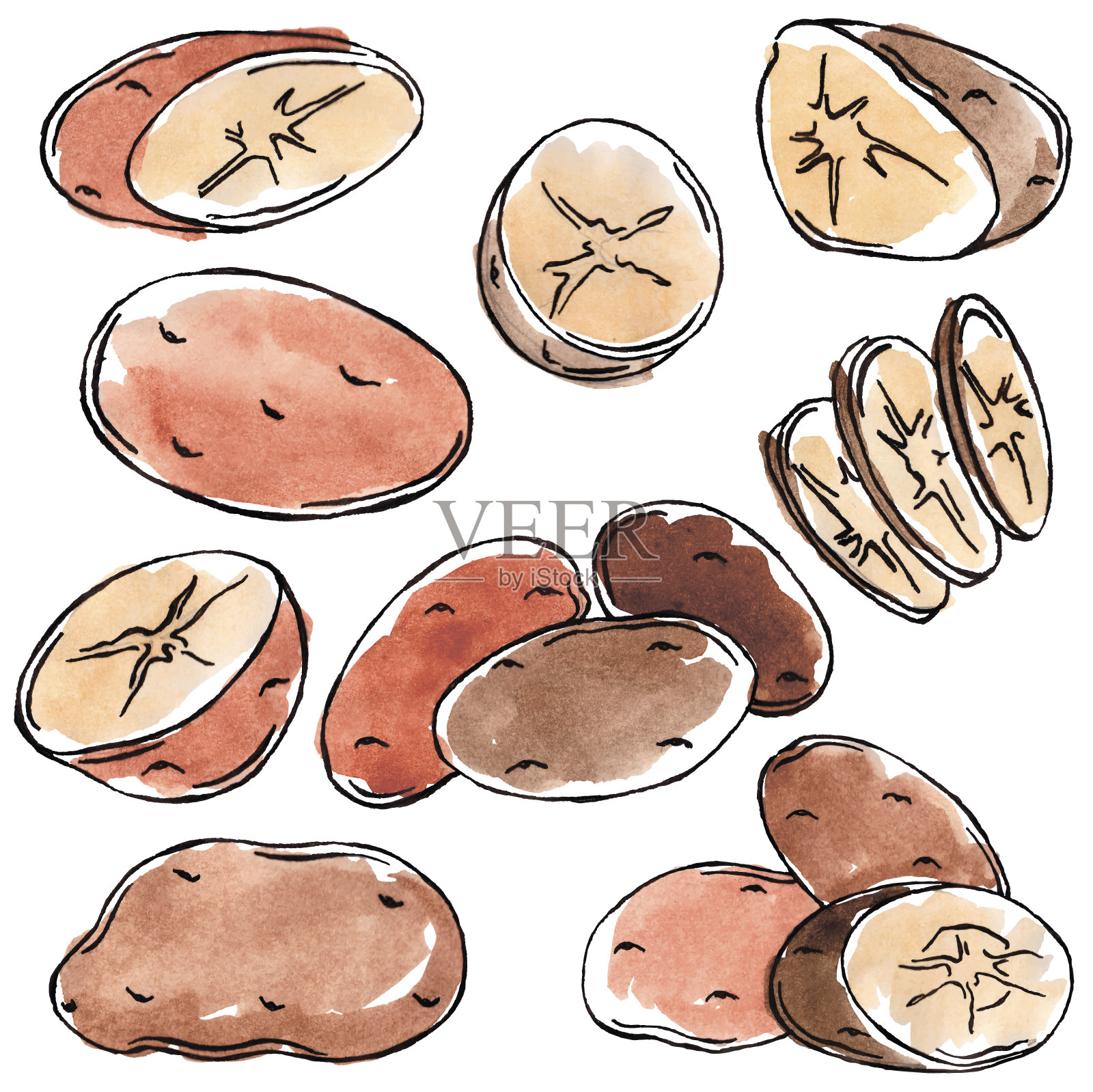 水彩矢量马铃薯插画图片素材