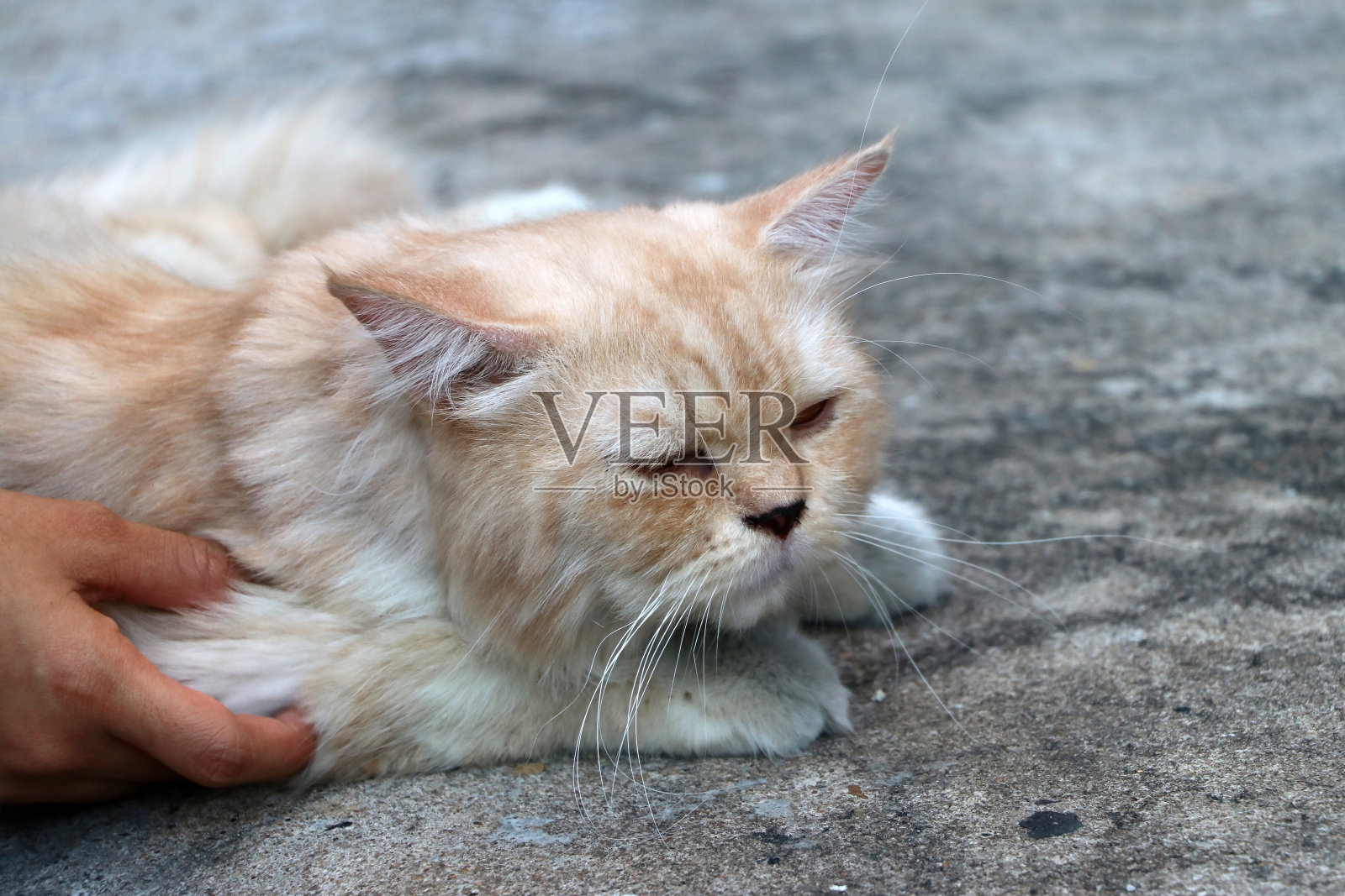 一只棕色的波斯猫躺在地板上。照片摄影图片