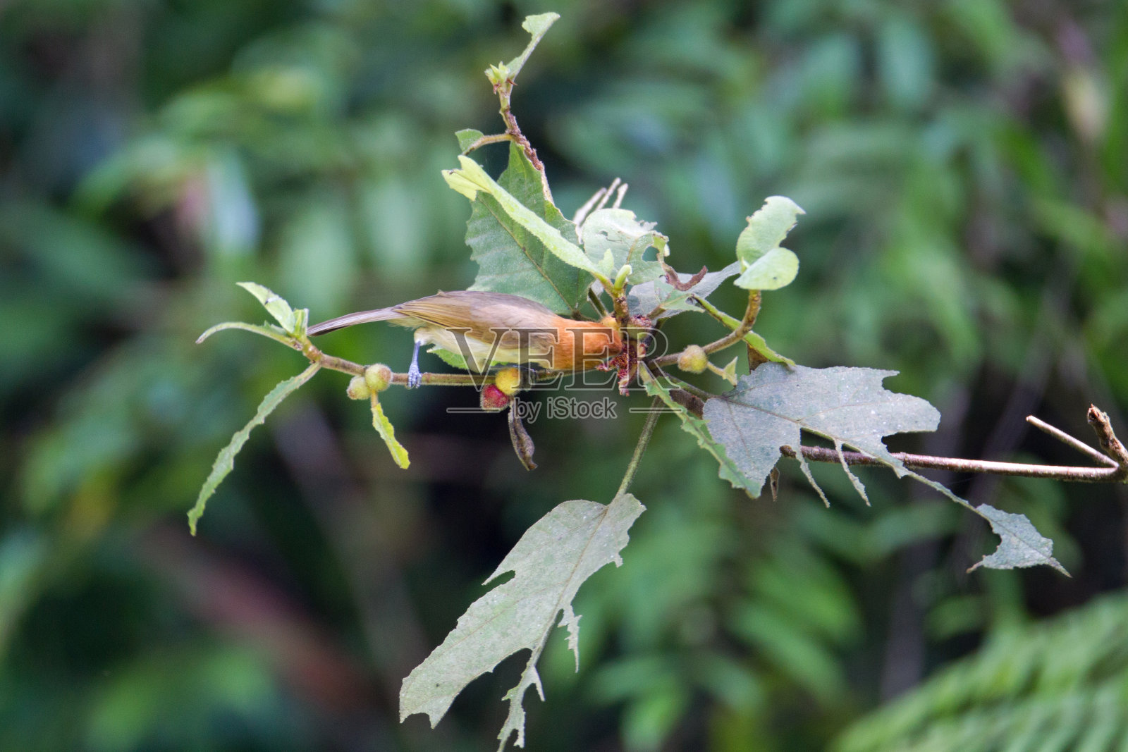 鸟:成年大红头鹦鹉喙(Psittiparus bakeri)照片摄影图片