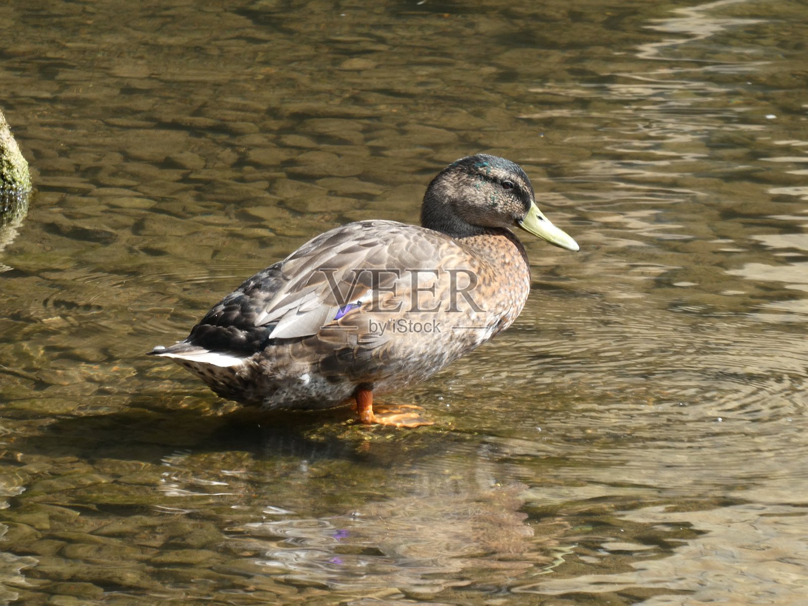 野鸭照片摄影图片