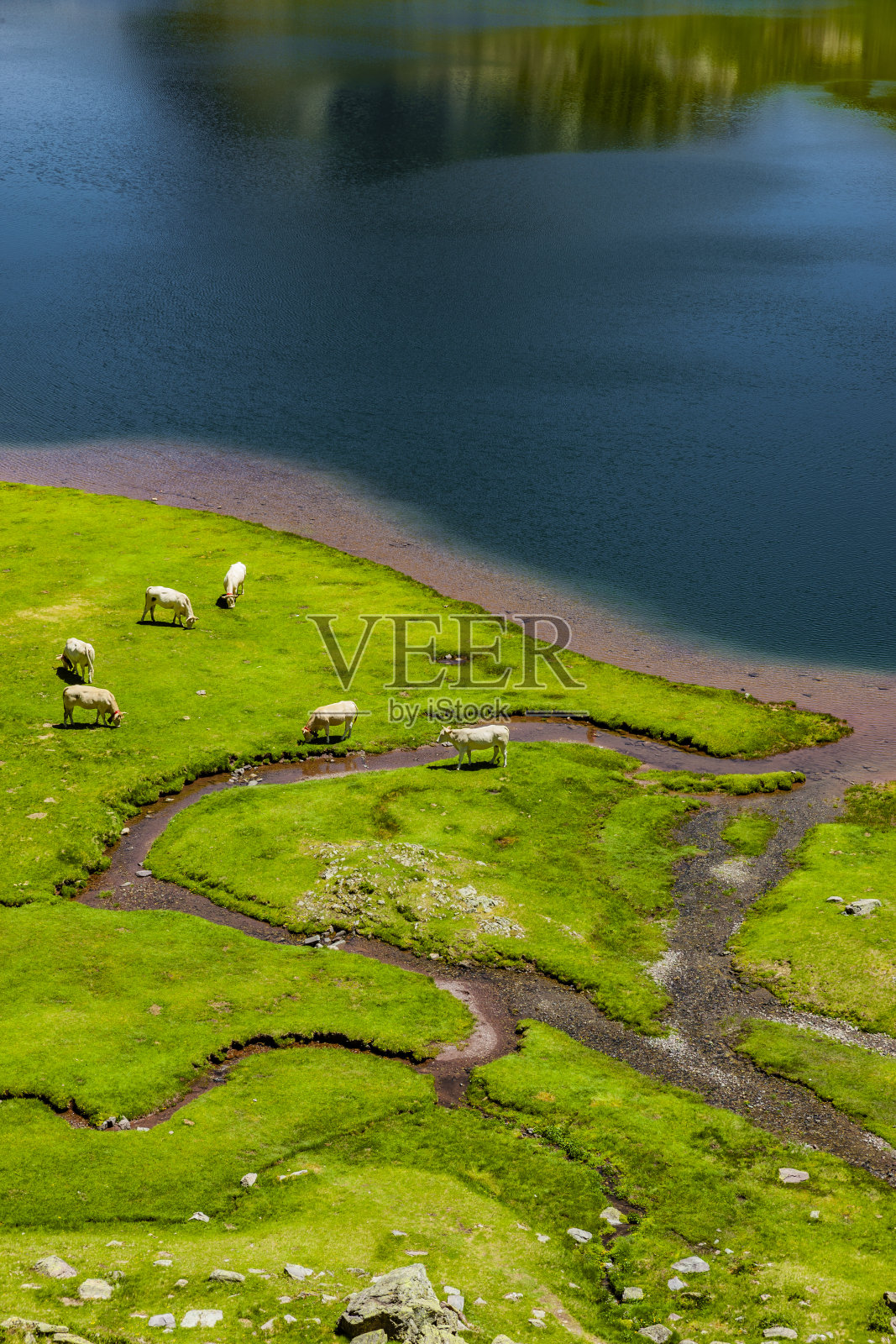 法国比利牛斯山脉的奶牛照片摄影图片