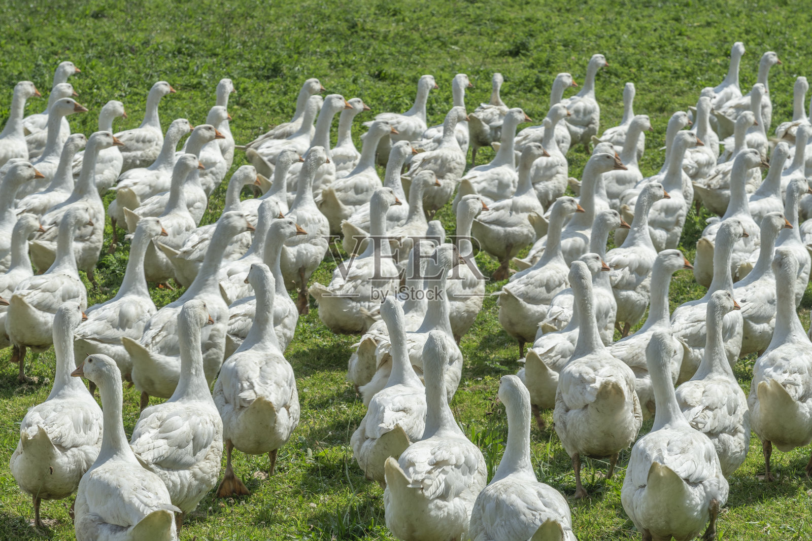 鹅在鹅场放牧照片摄影图片
