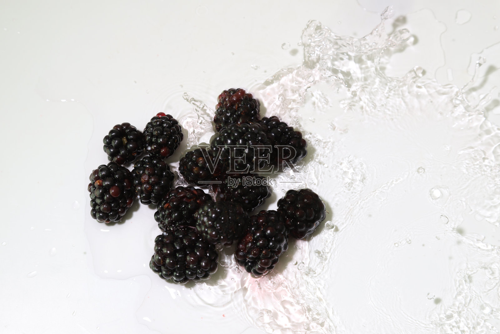 白色背景中的黑莓照片摄影图片