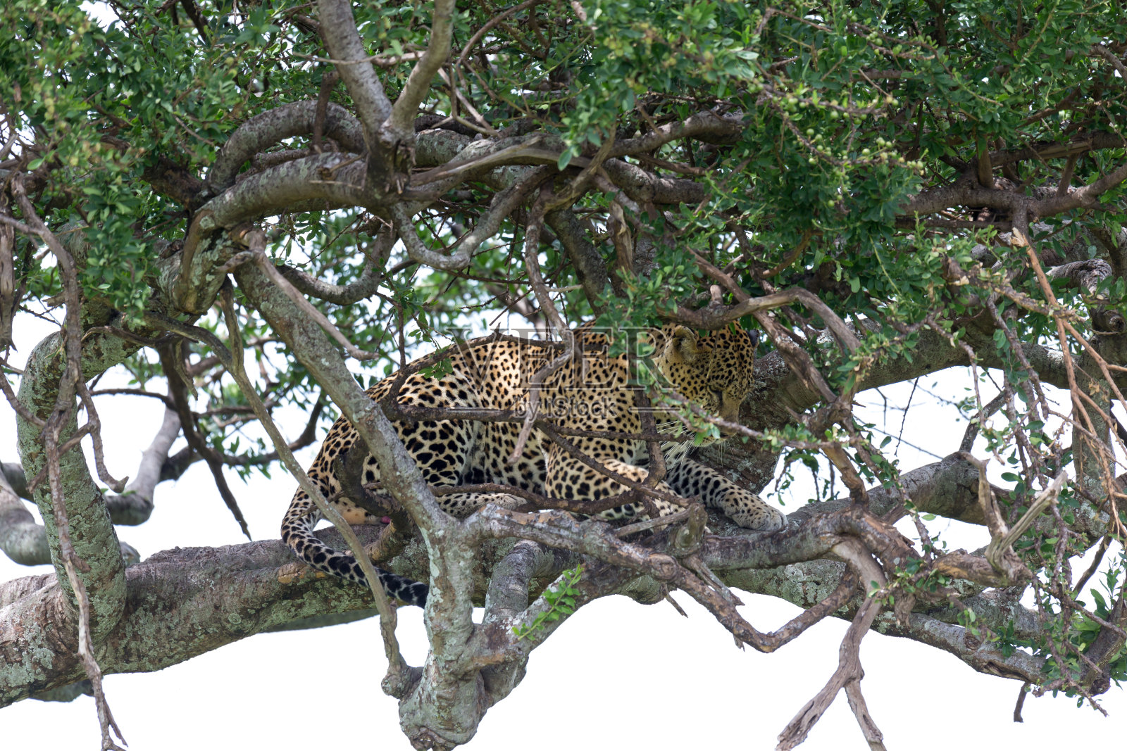 一只豹子舒服地停在树枝间休息照片摄影图片
