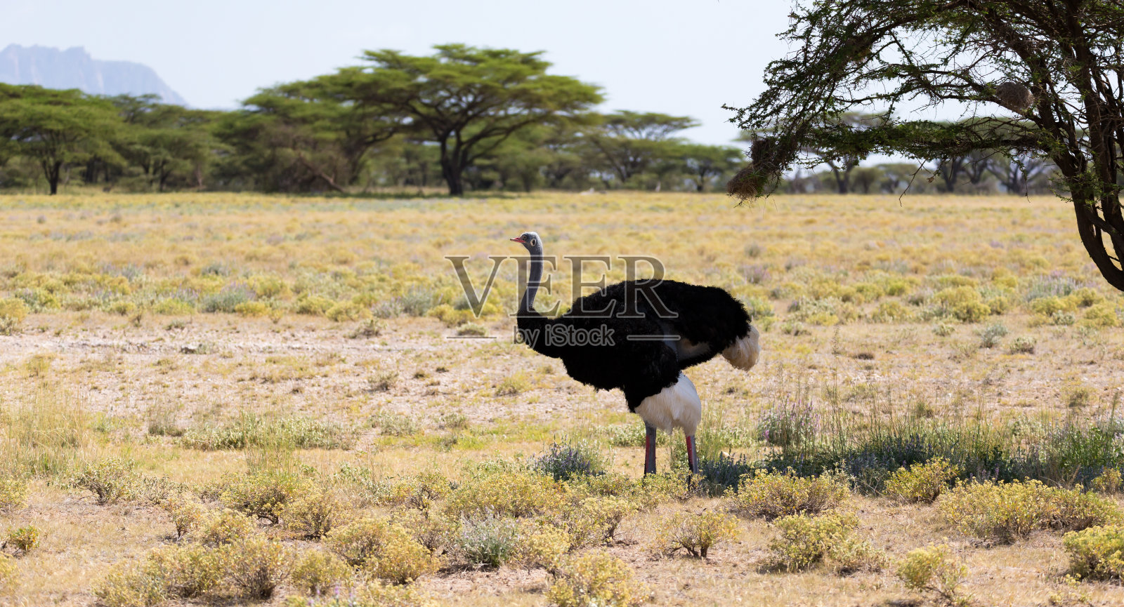 树木背景下的鸵鸟照片摄影图片