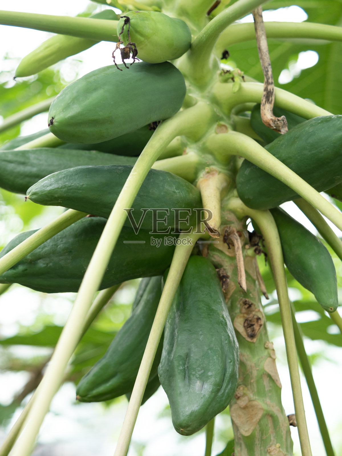 木瓜树照片摄影图片