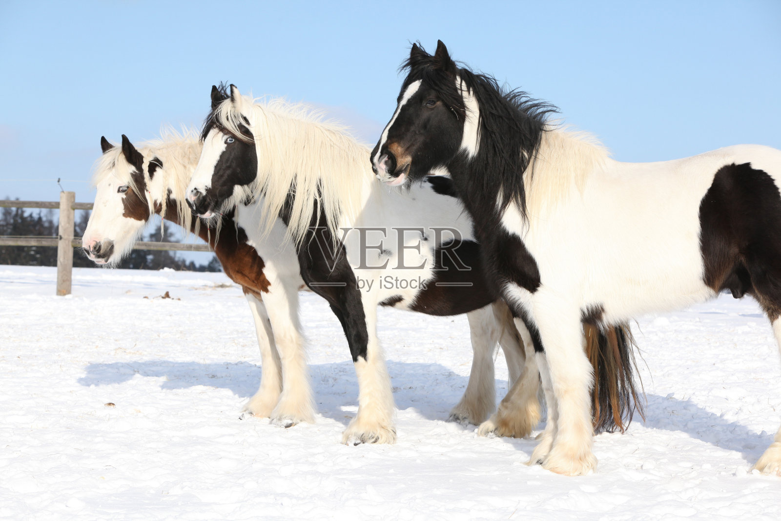 冬天美丽的爱尔兰雄天鹅照片摄影图片