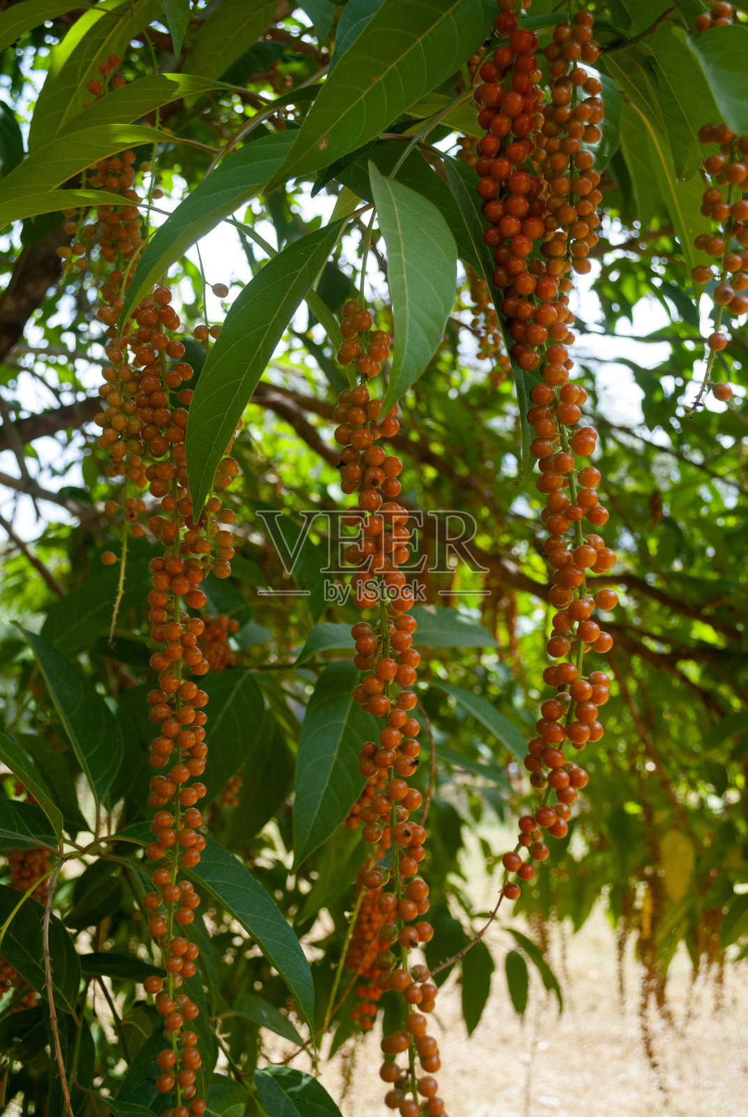 危地马拉农村的野生树种子，水果的细节，中美洲照片摄影图片