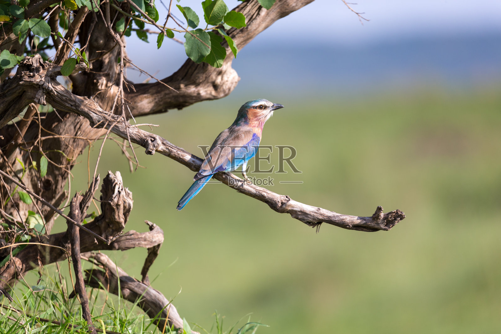 一卷淡紫色的乳卷放在树枝上照片摄影图片