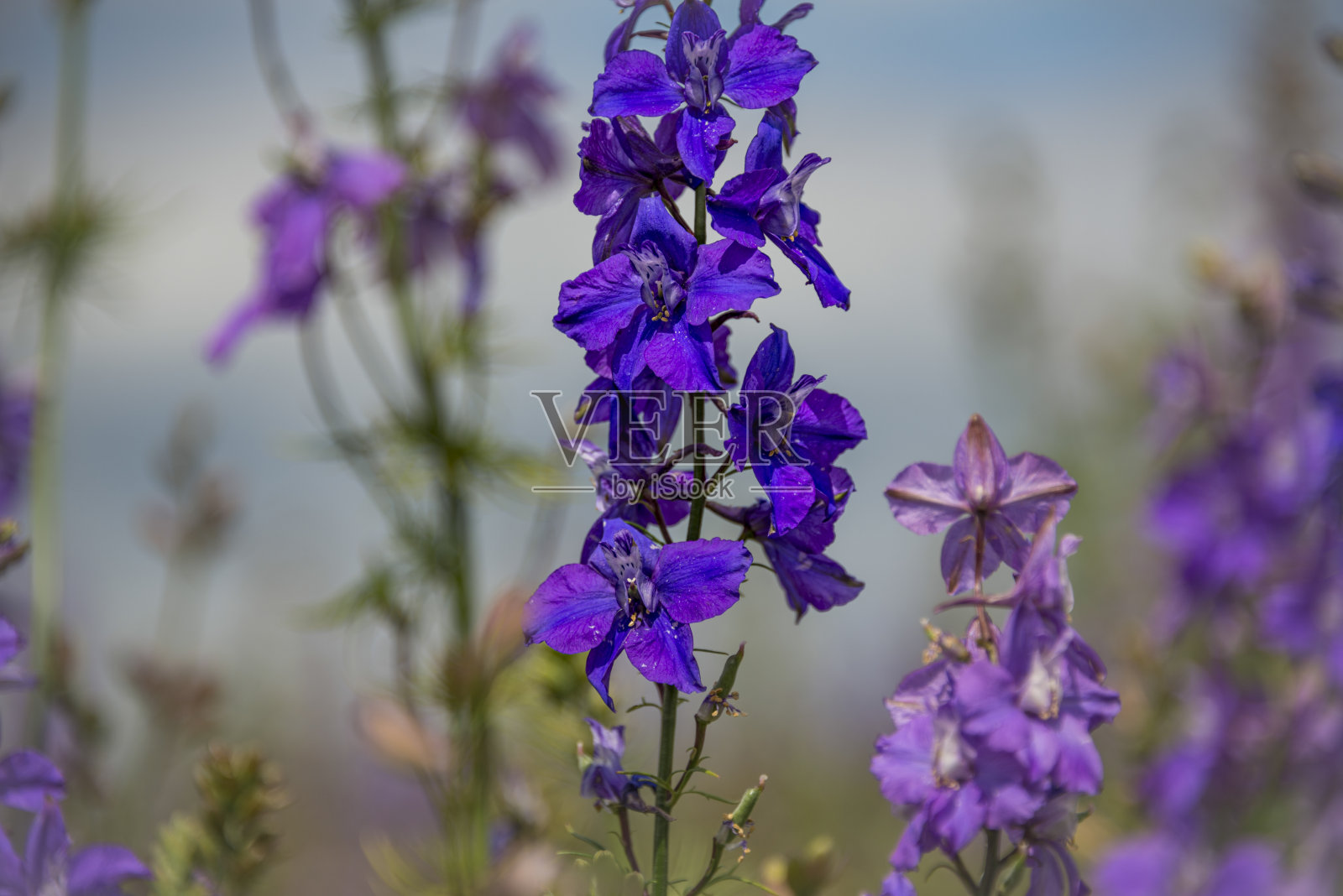 伍斯特郡波肖尔附近的威克镇的五彩纸屑花田照片摄影图片