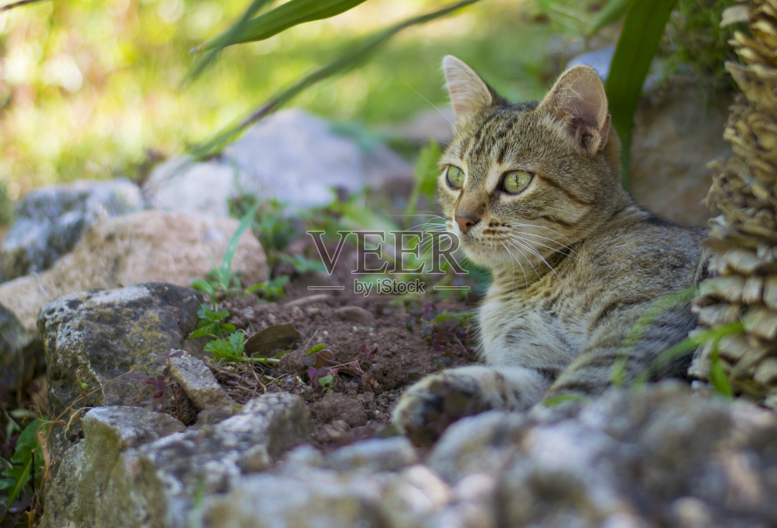 肖像虎斑猫看起来好奇的股票照片照片摄影图片
