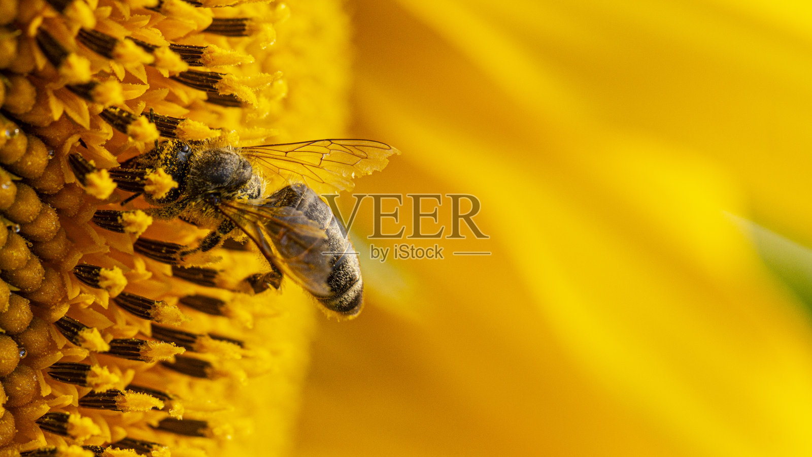 蜜蜂在采黄色的花粉，采集向日葵花蜜照片摄影图片