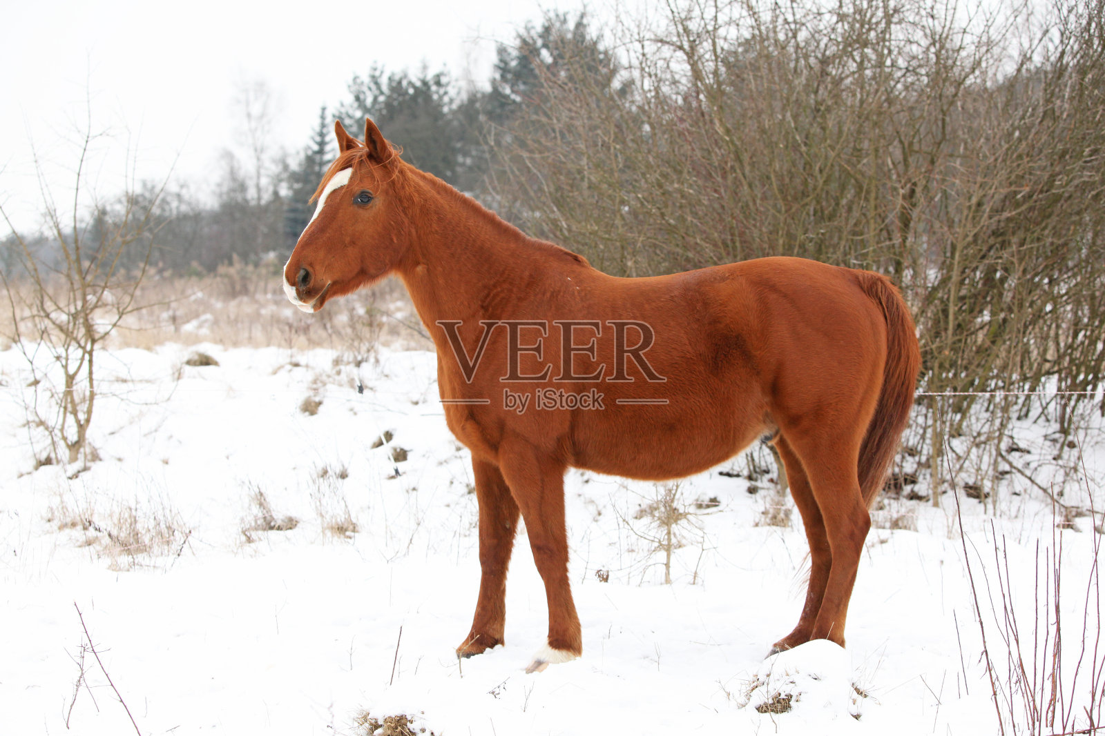 美丽的栗色马在冬天照片摄影图片