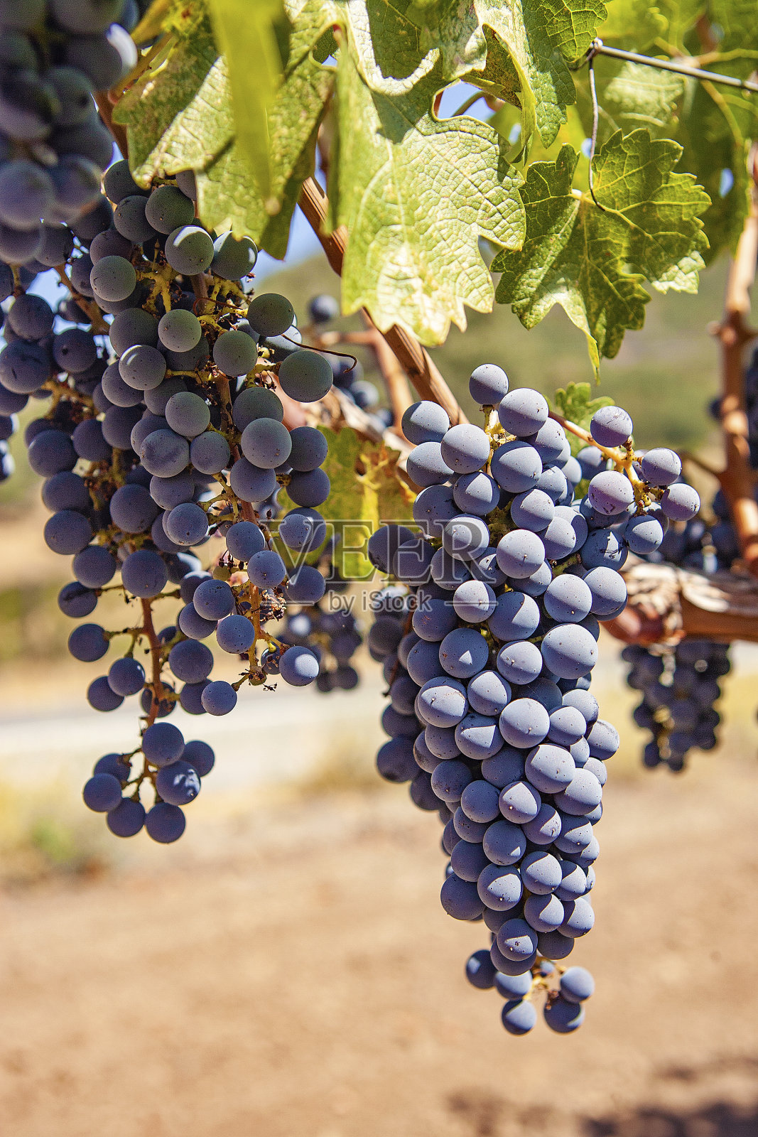 红葡萄照片摄影图片