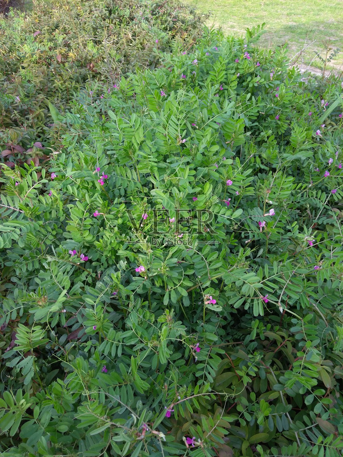 花照片摄影图片