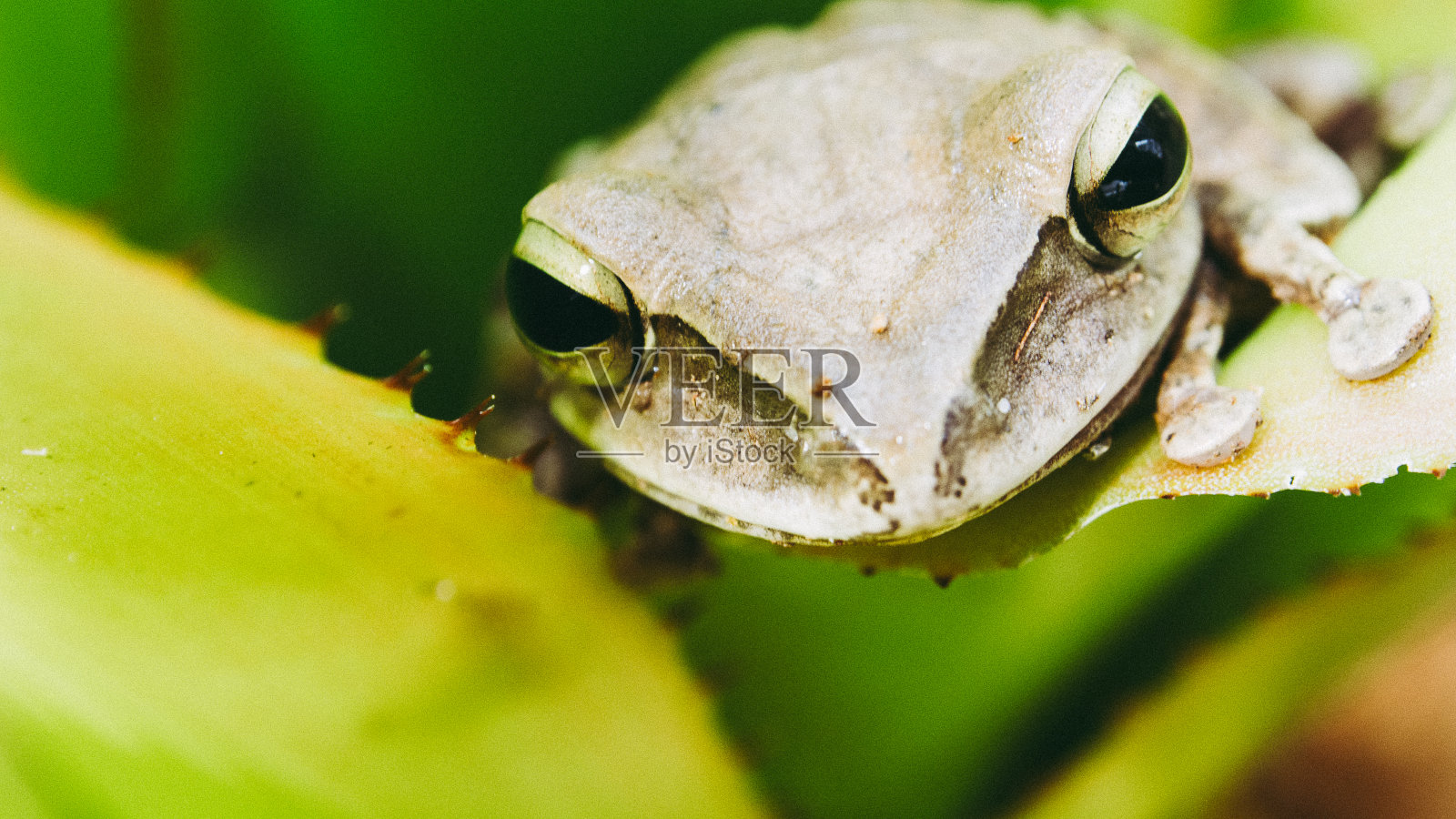 棕色树蛙的特写照片摄影图片