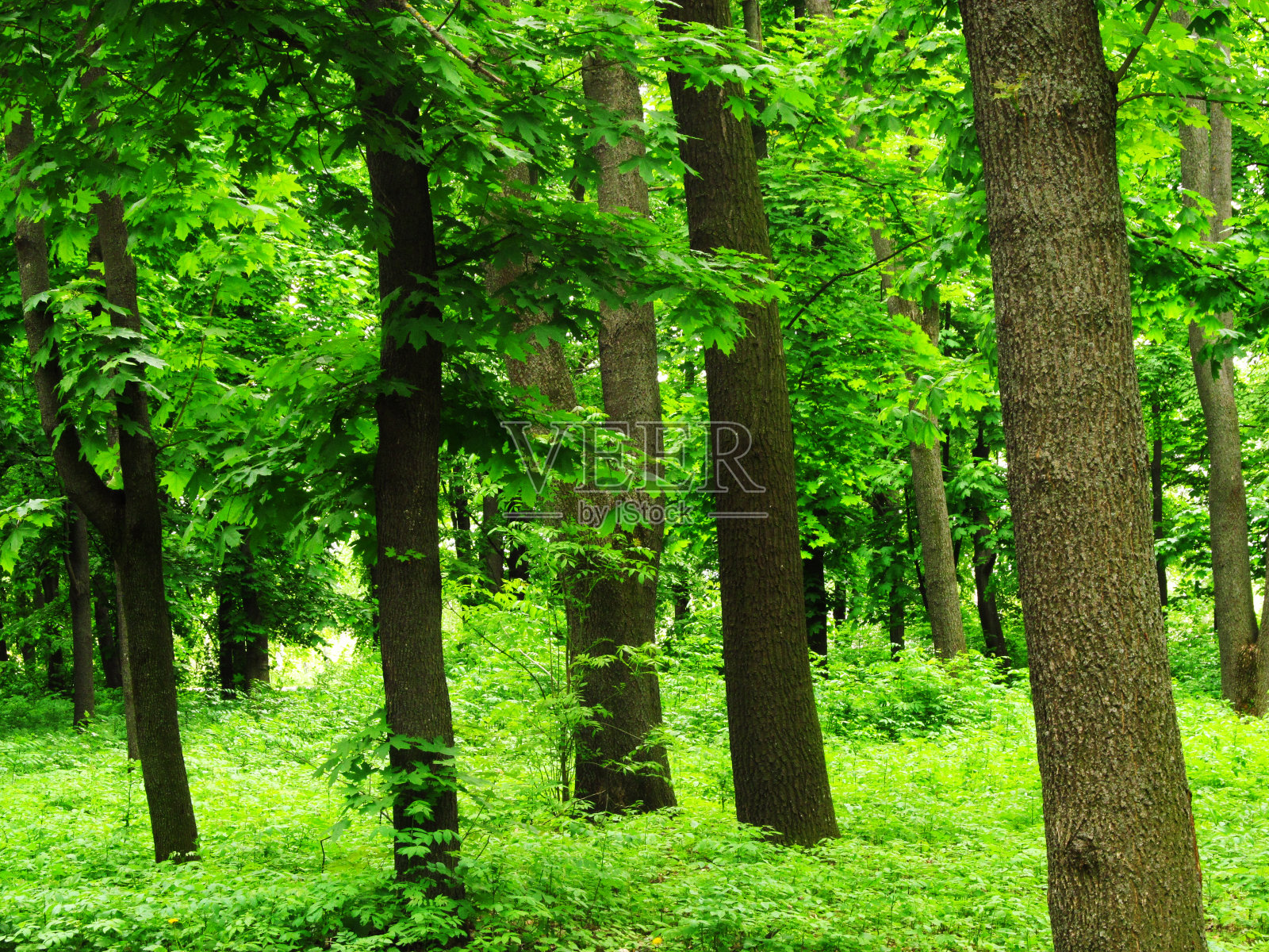 森林，绿色的背景，植物，树木的纹理春天的一天。照片摄影图片