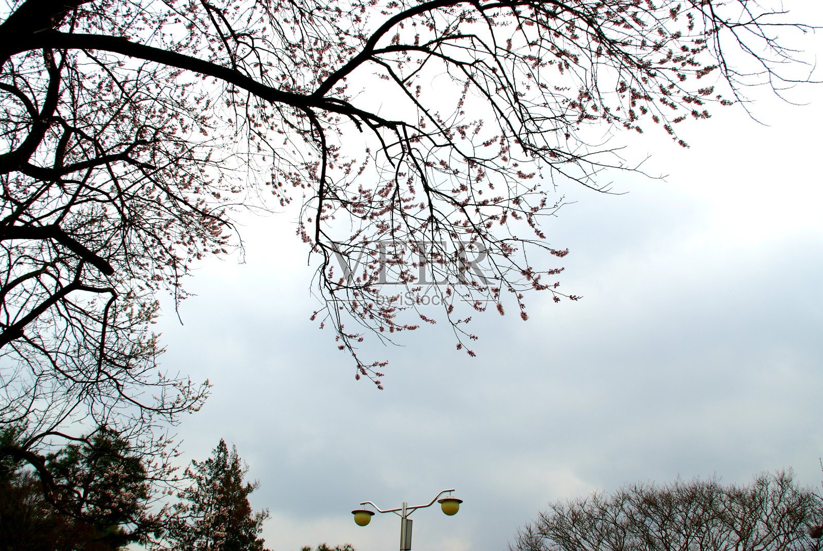 花无论在哪里都是美丽的。照片摄影图片
