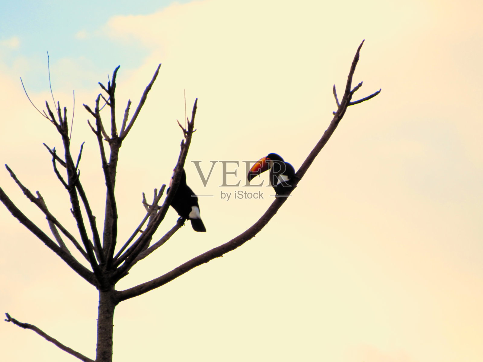 两只巨嘴鸟栖息在一棵光秃秃的树上照片摄影图片