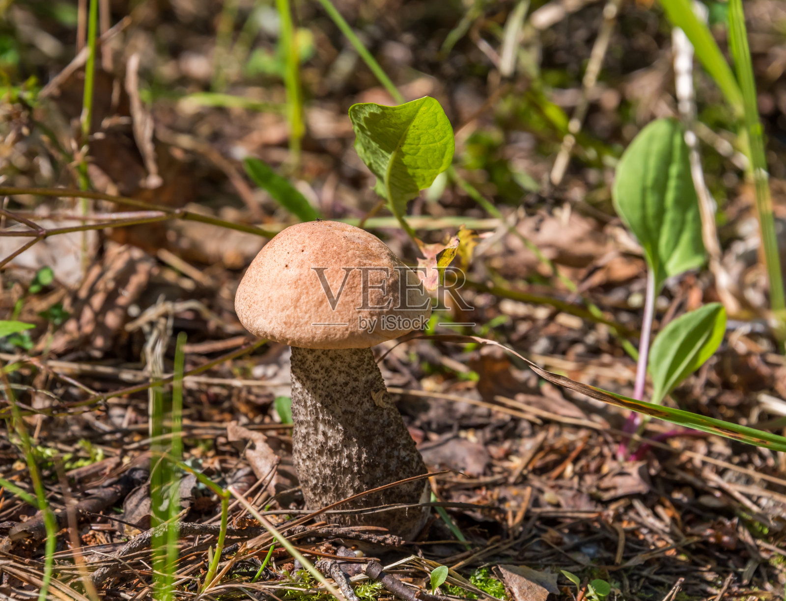 拉脱维亚夏季森林地面上蘑菇的特写照片摄影图片