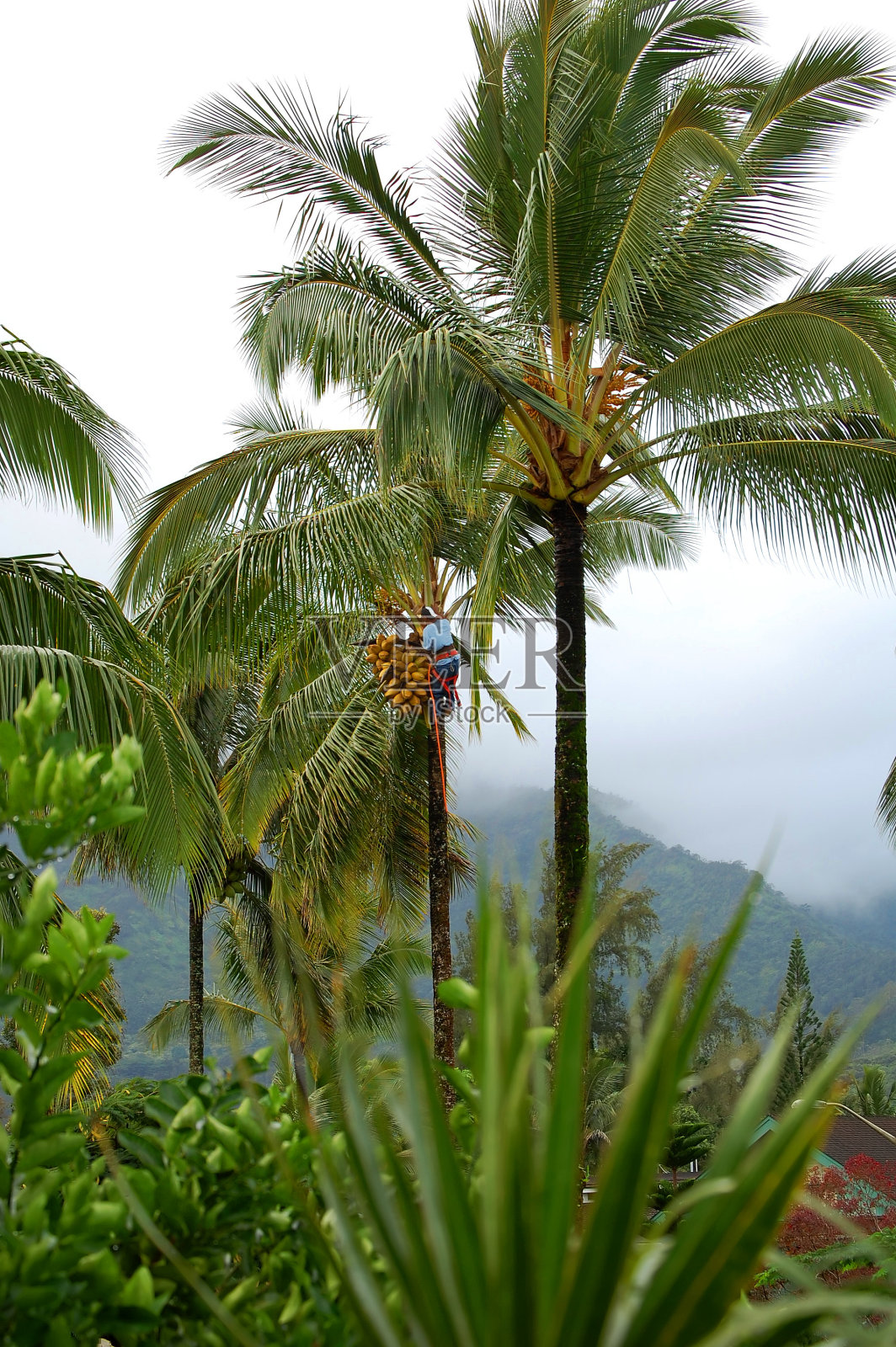 考艾岛上的椰子树修剪照片摄影图片