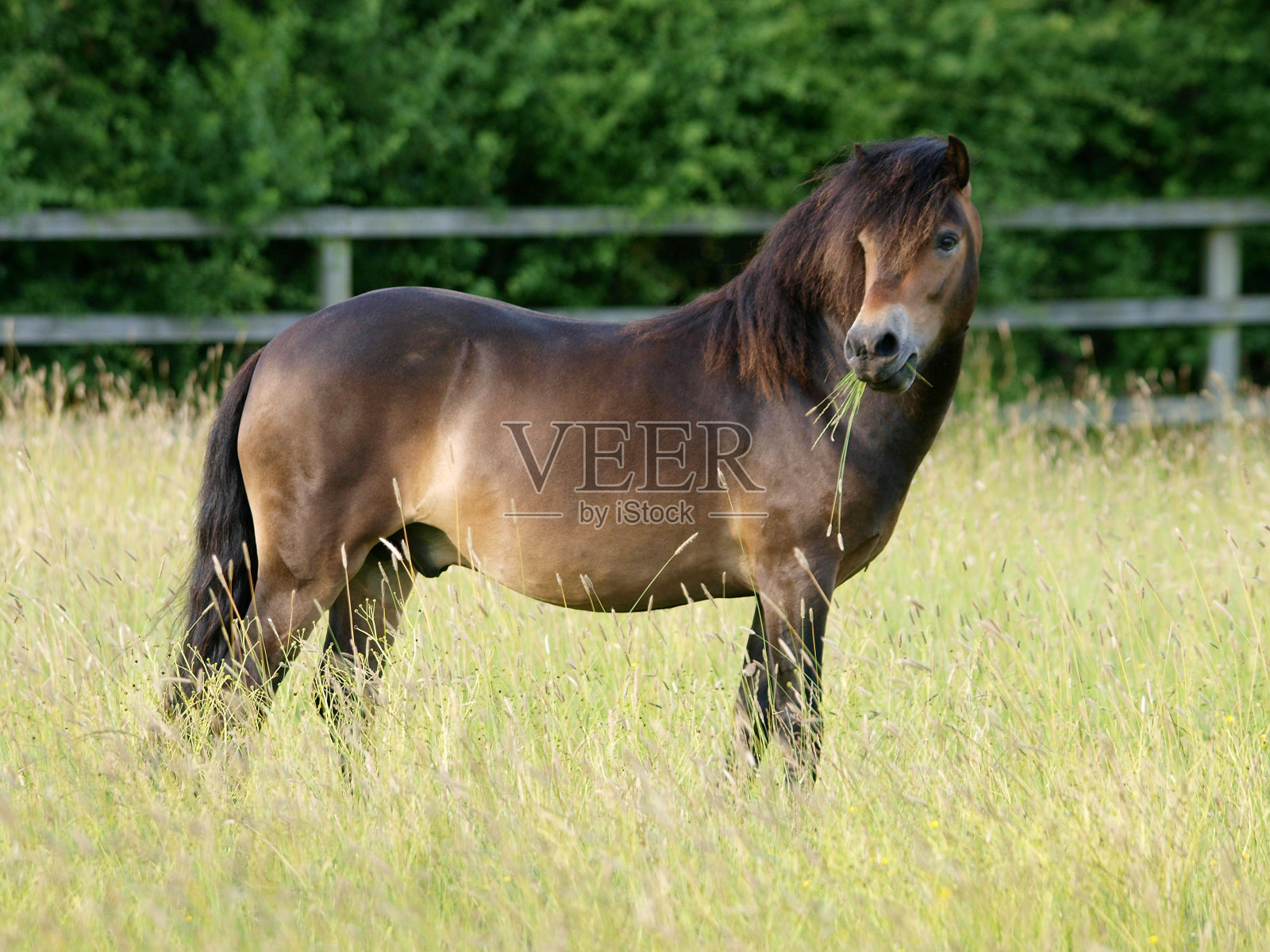 稀有品种埃克斯穆尔小马照片摄影图片