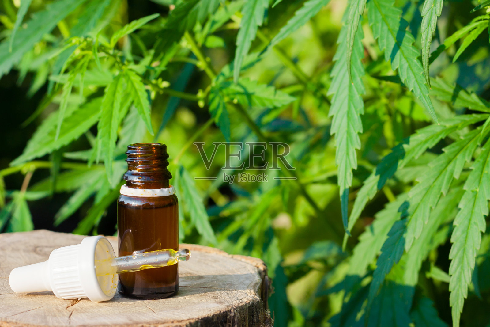 制药CBD石油。有机草药产品。来自大自然的天然草本精华。瓶治CBD油照片摄影图片