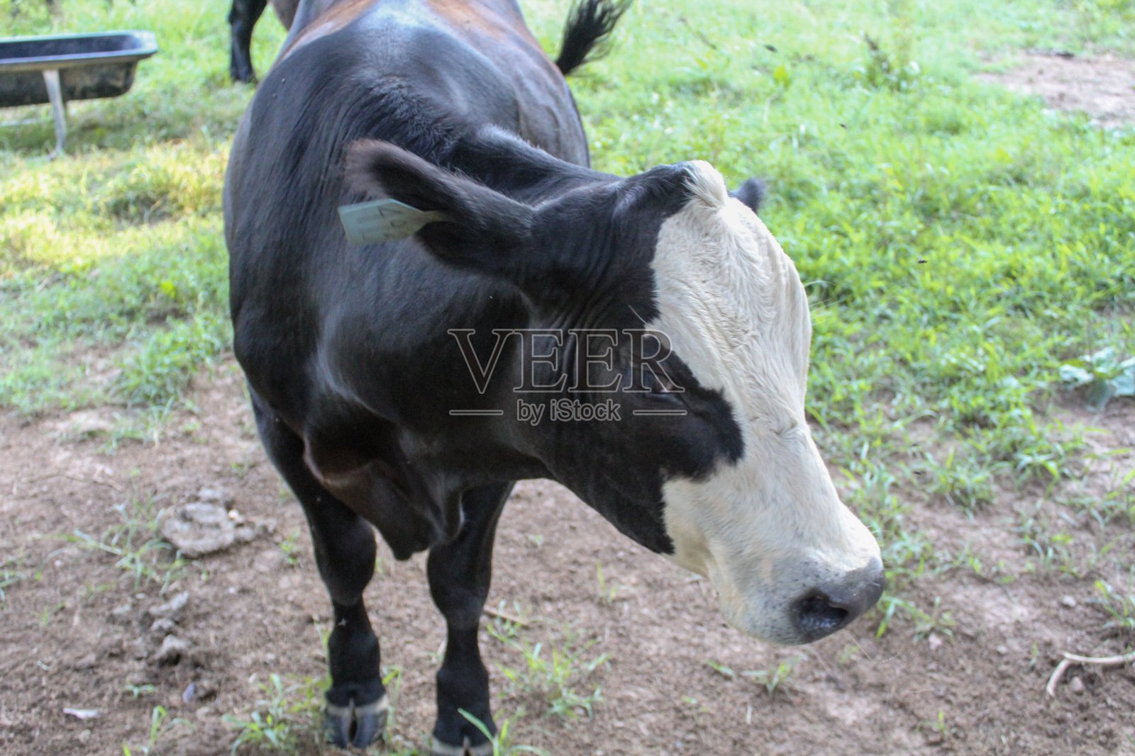 草地上白色面孔的黑色安格斯牛照片摄影图片