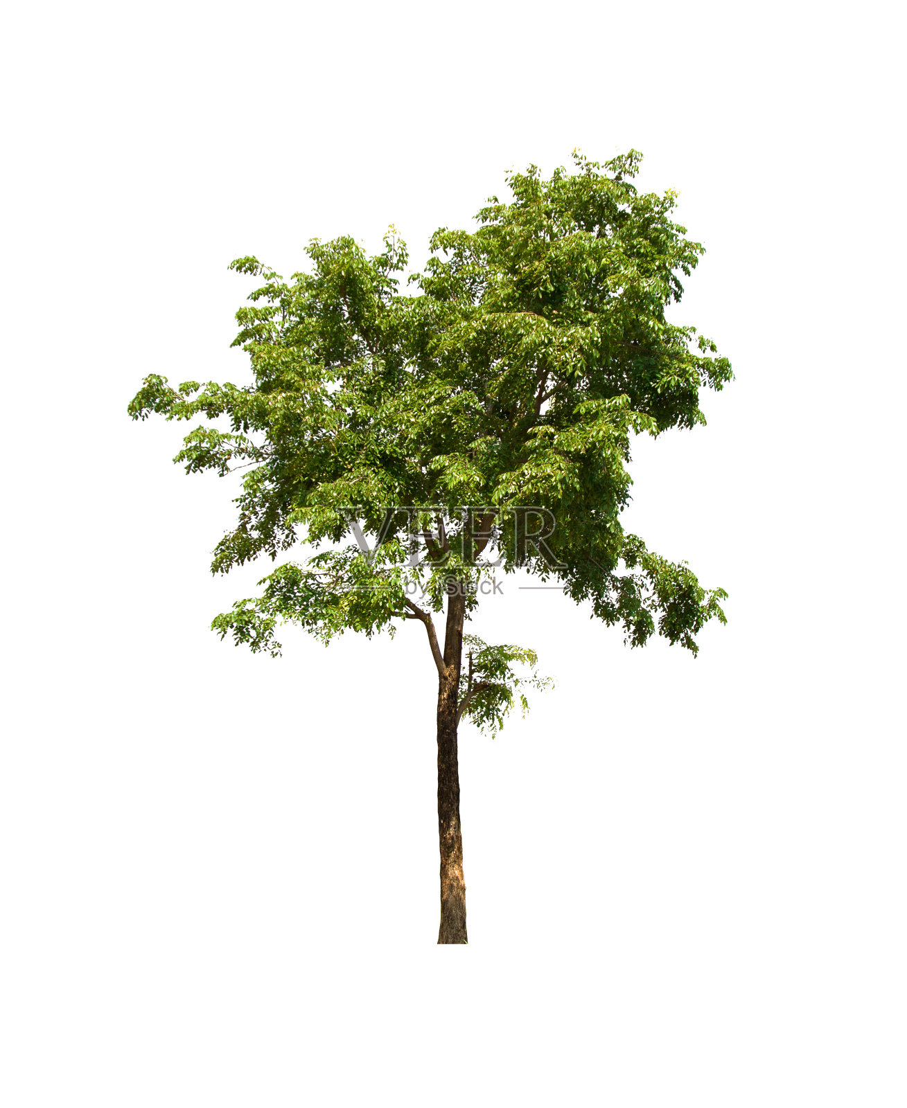 自然照片摄影图片