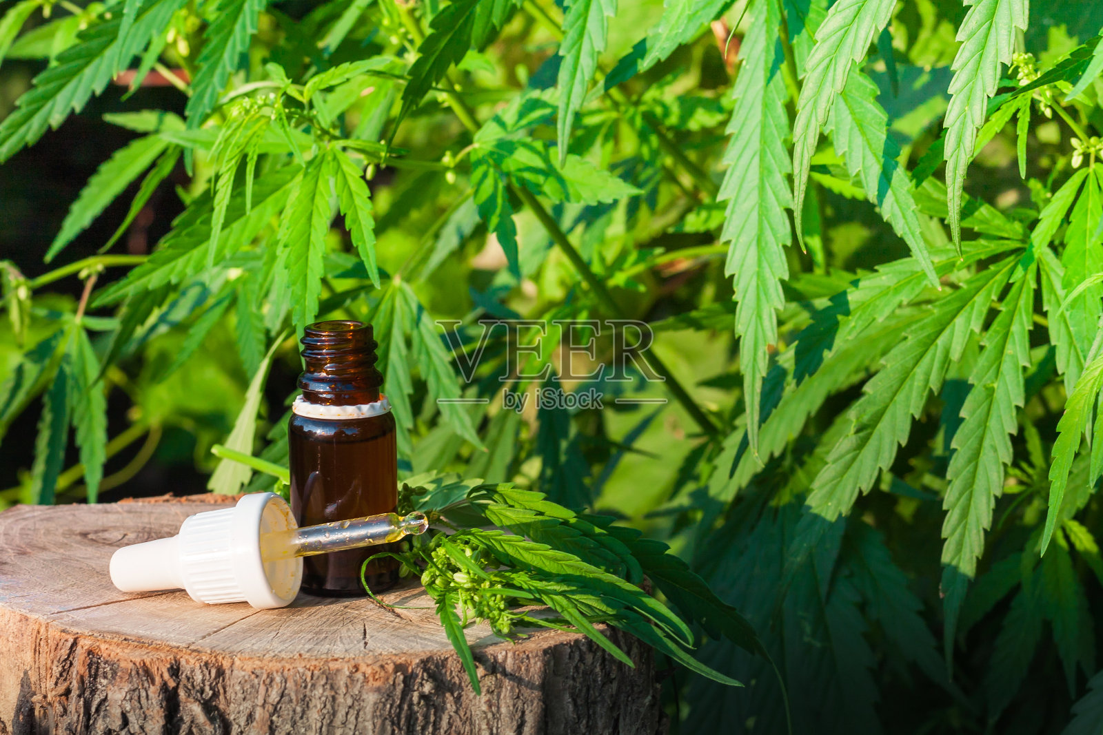 制药CBD石油。有机草药产品。来自大自然的天然草本精华。瓶治CBD油照片摄影图片