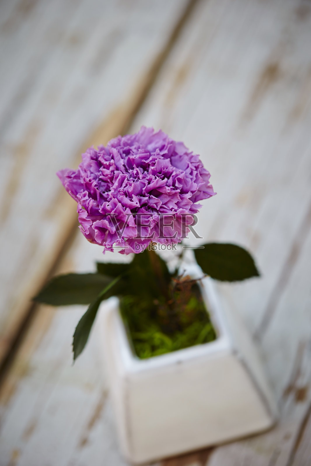 保护花照片摄影图片